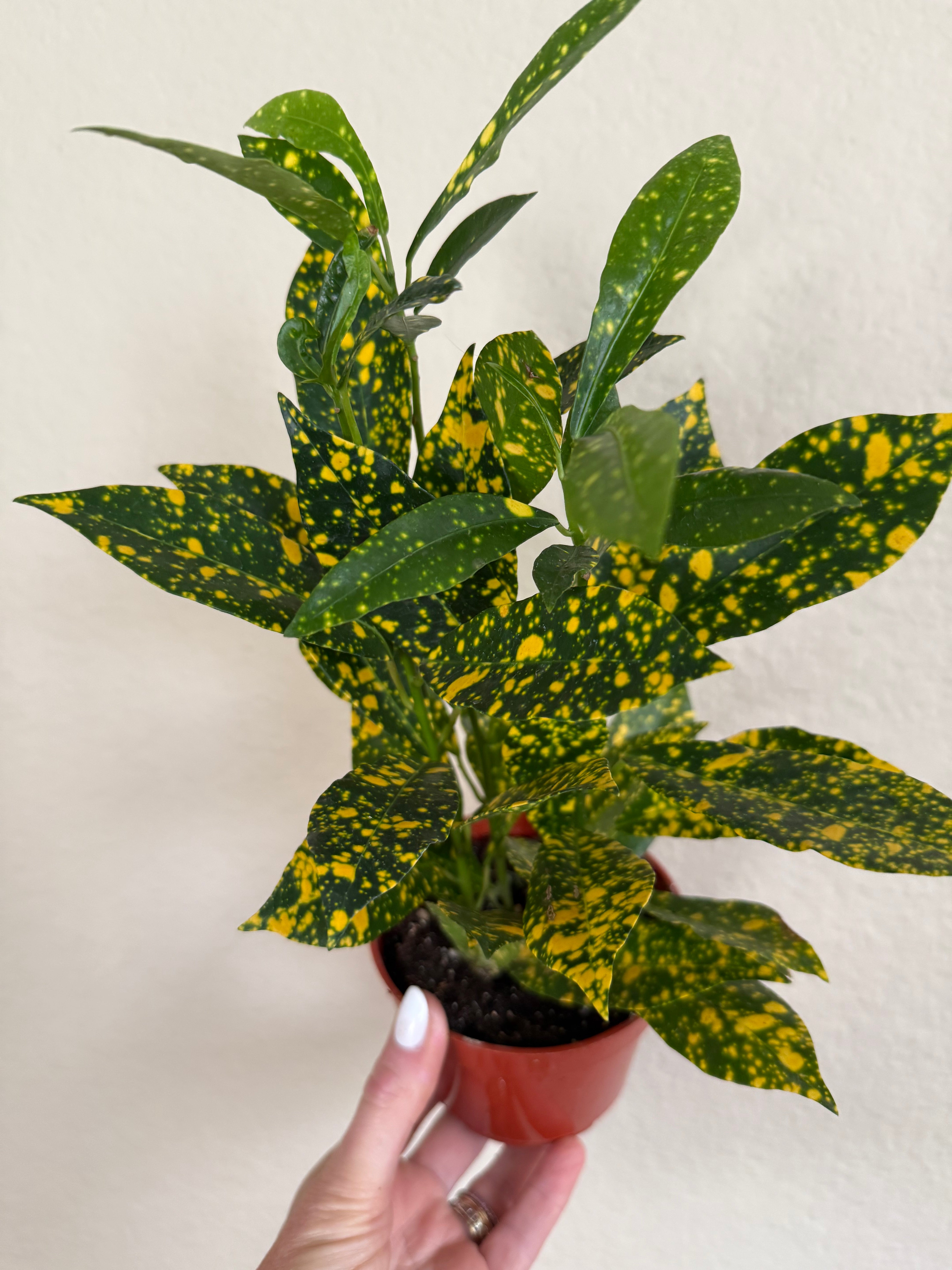 Croton 'Gold Dust'