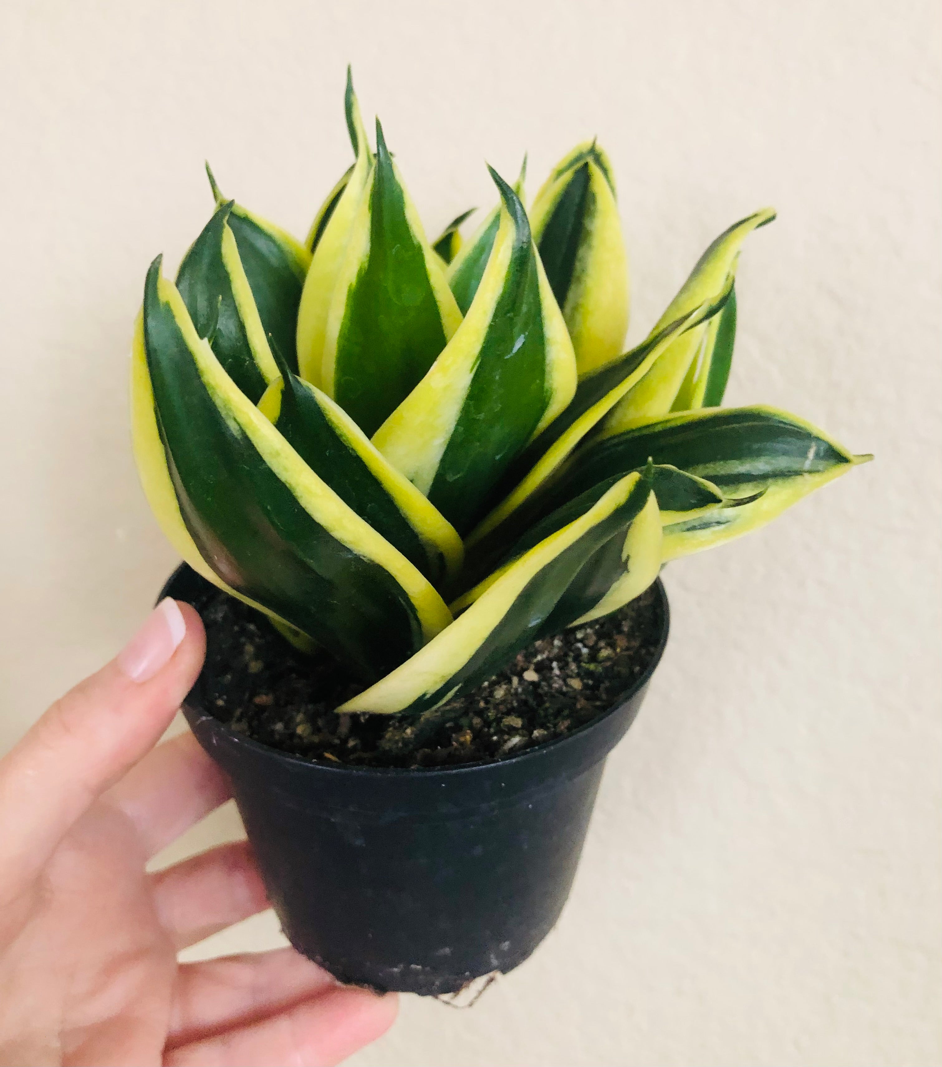 Sansevieria Hahnii 'Black Star'