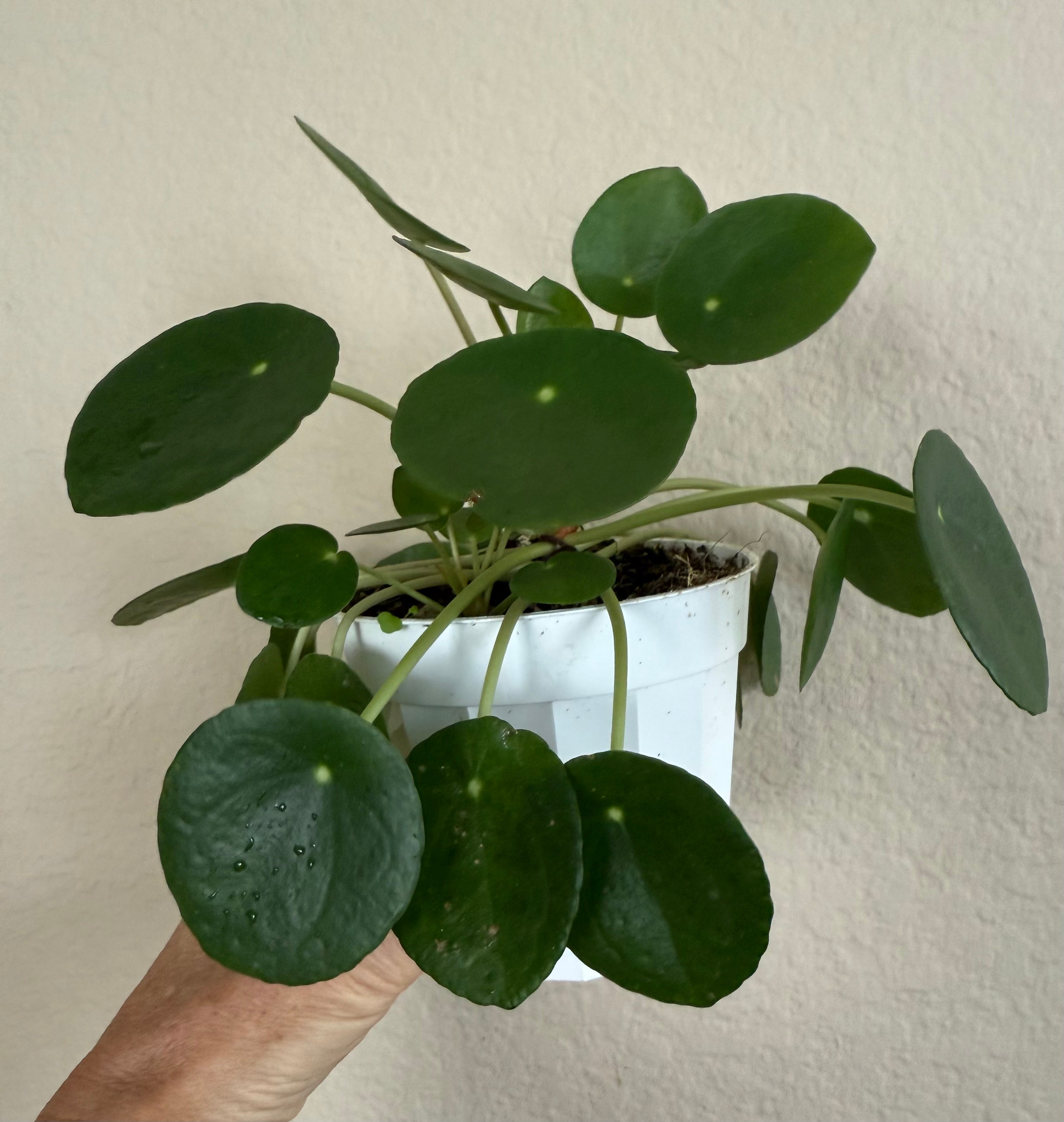 Pilea Peperomioides