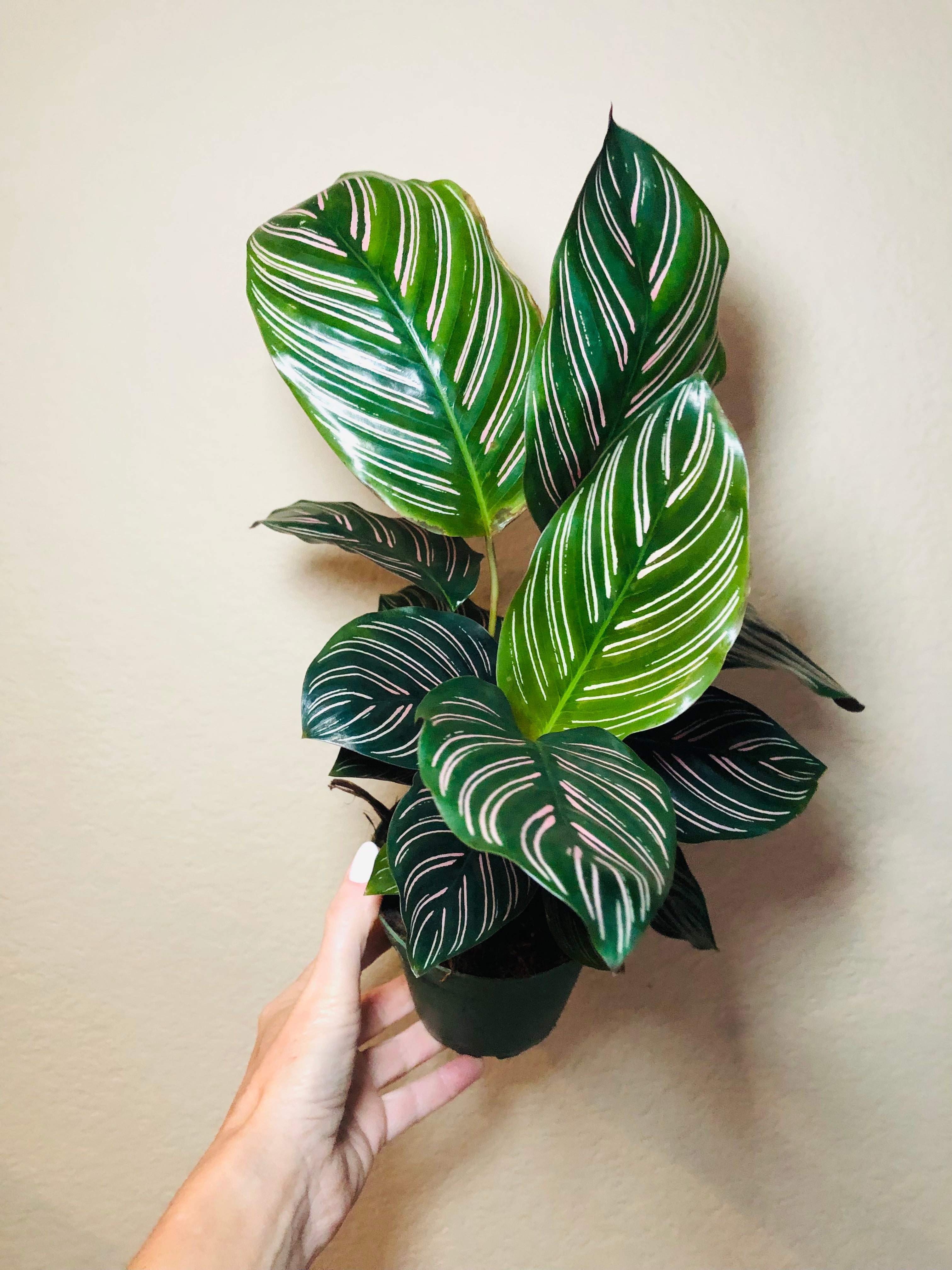 Calathea 'Ornata'