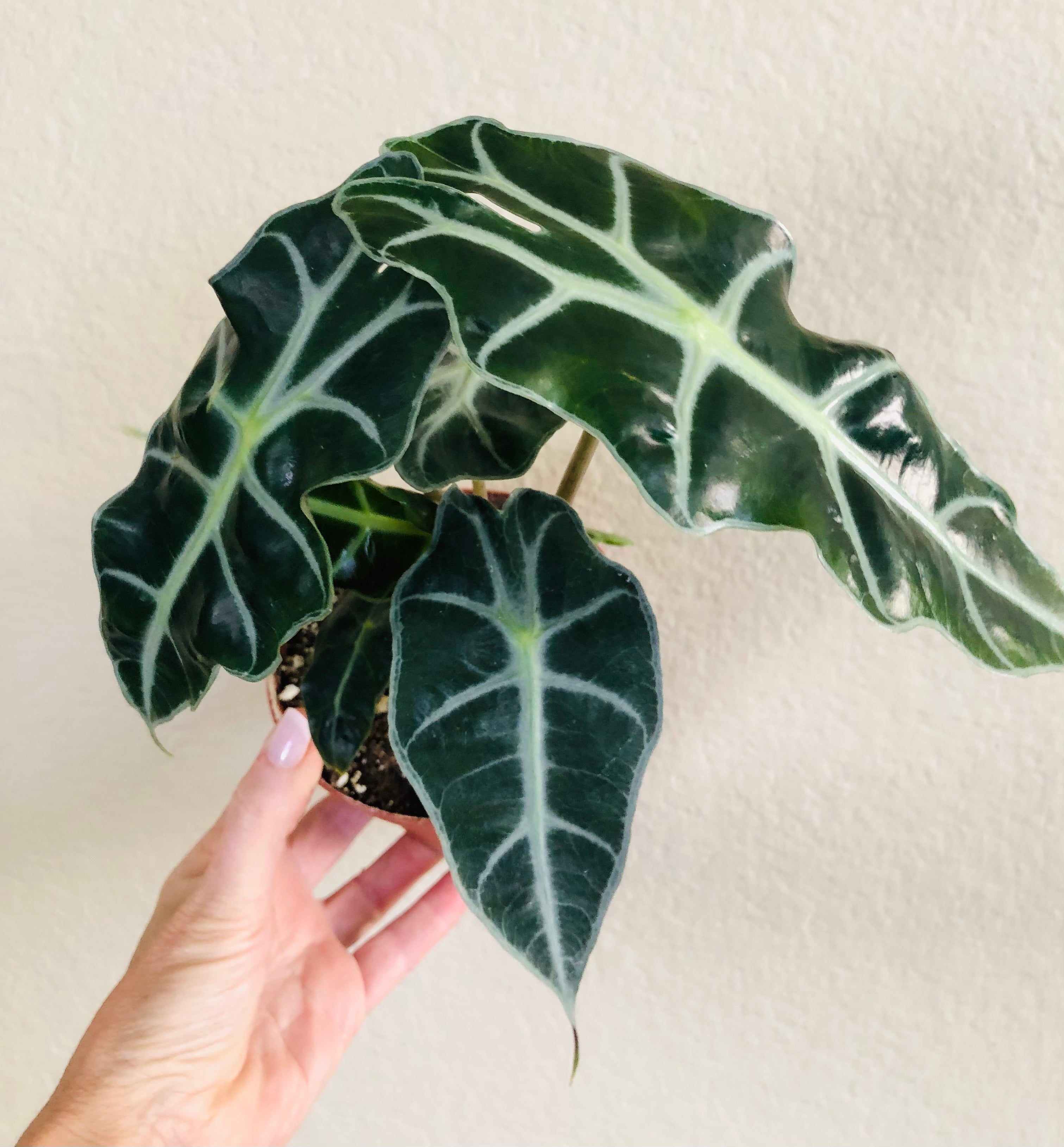 Alocasia Polly 'African Mask'