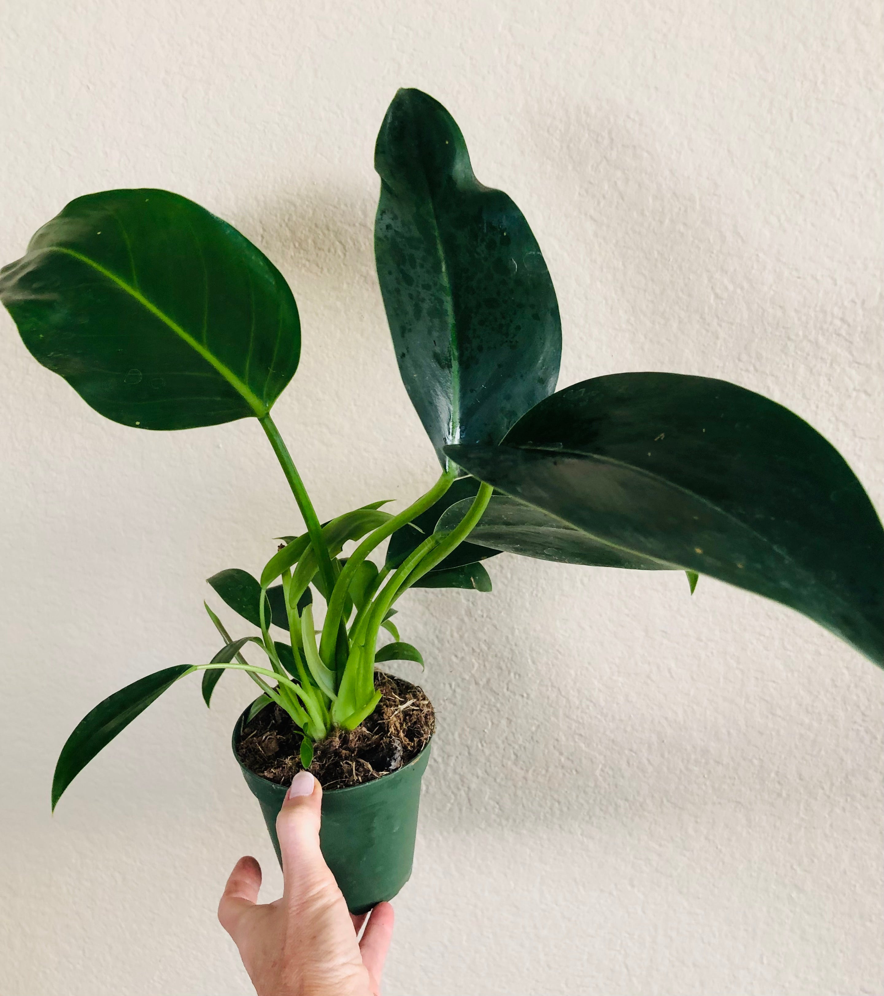 Philodendron 'Green Congo'