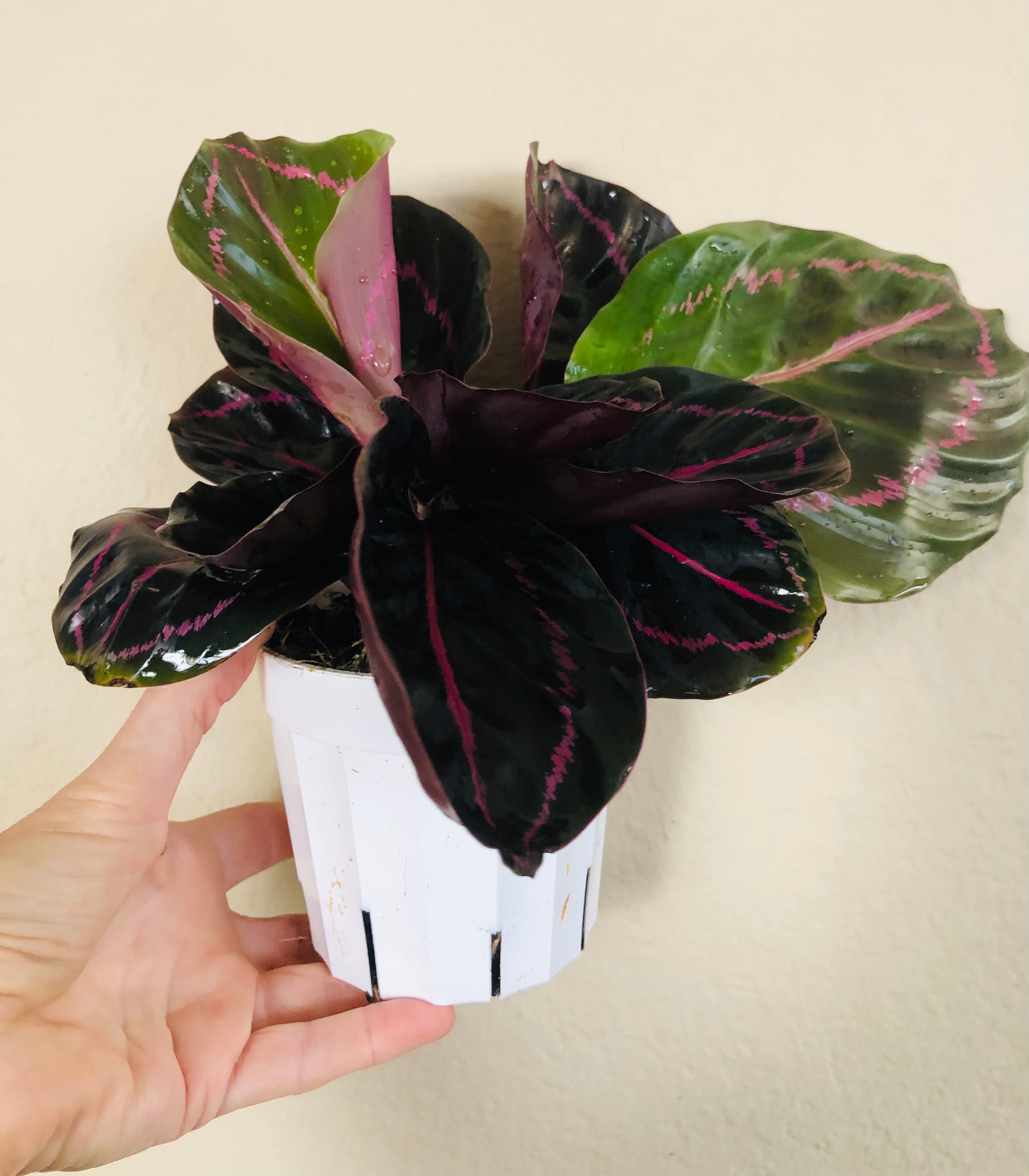 Calathea Roseopicta 'Dottie'