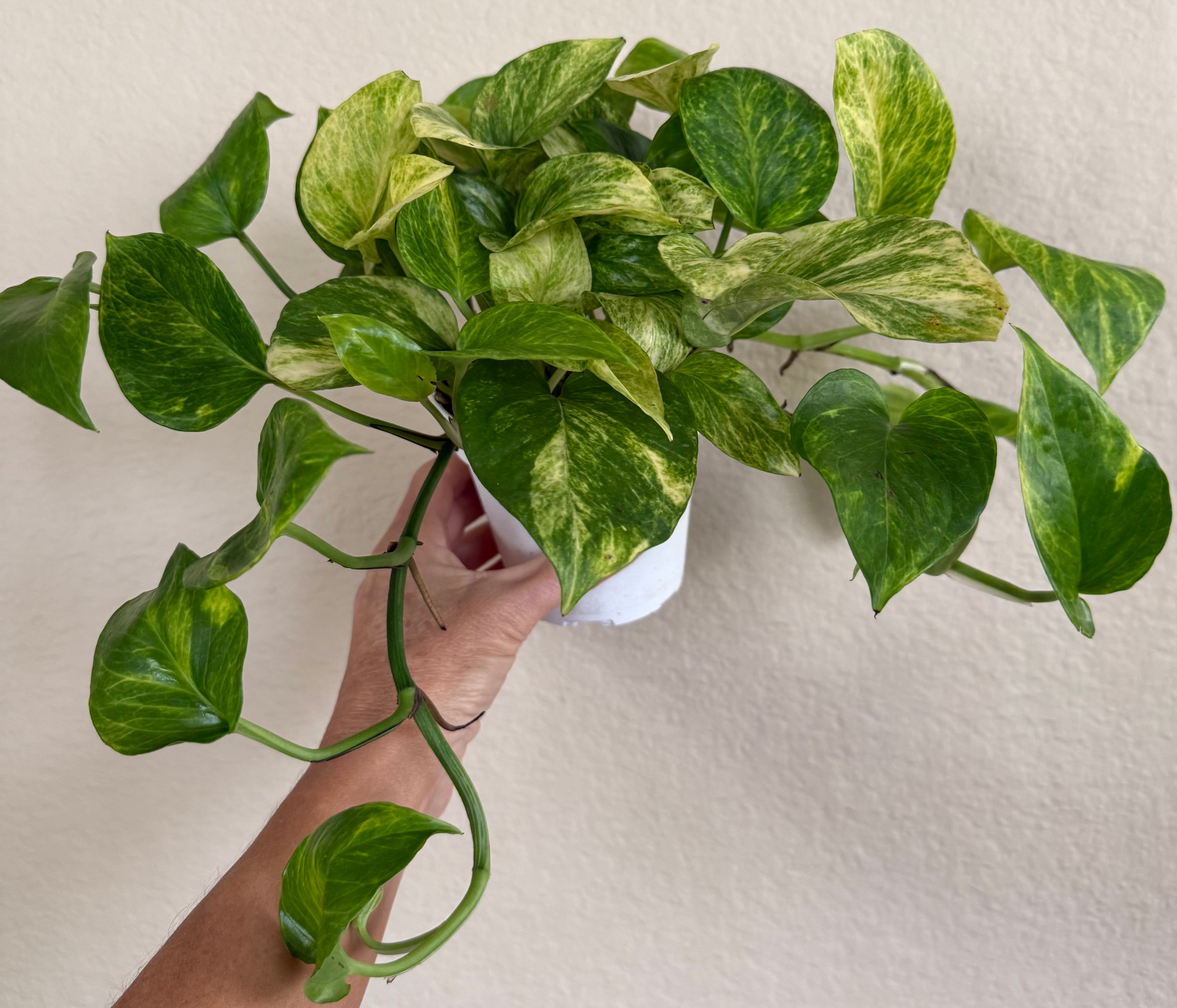 Neon Queen Pothos