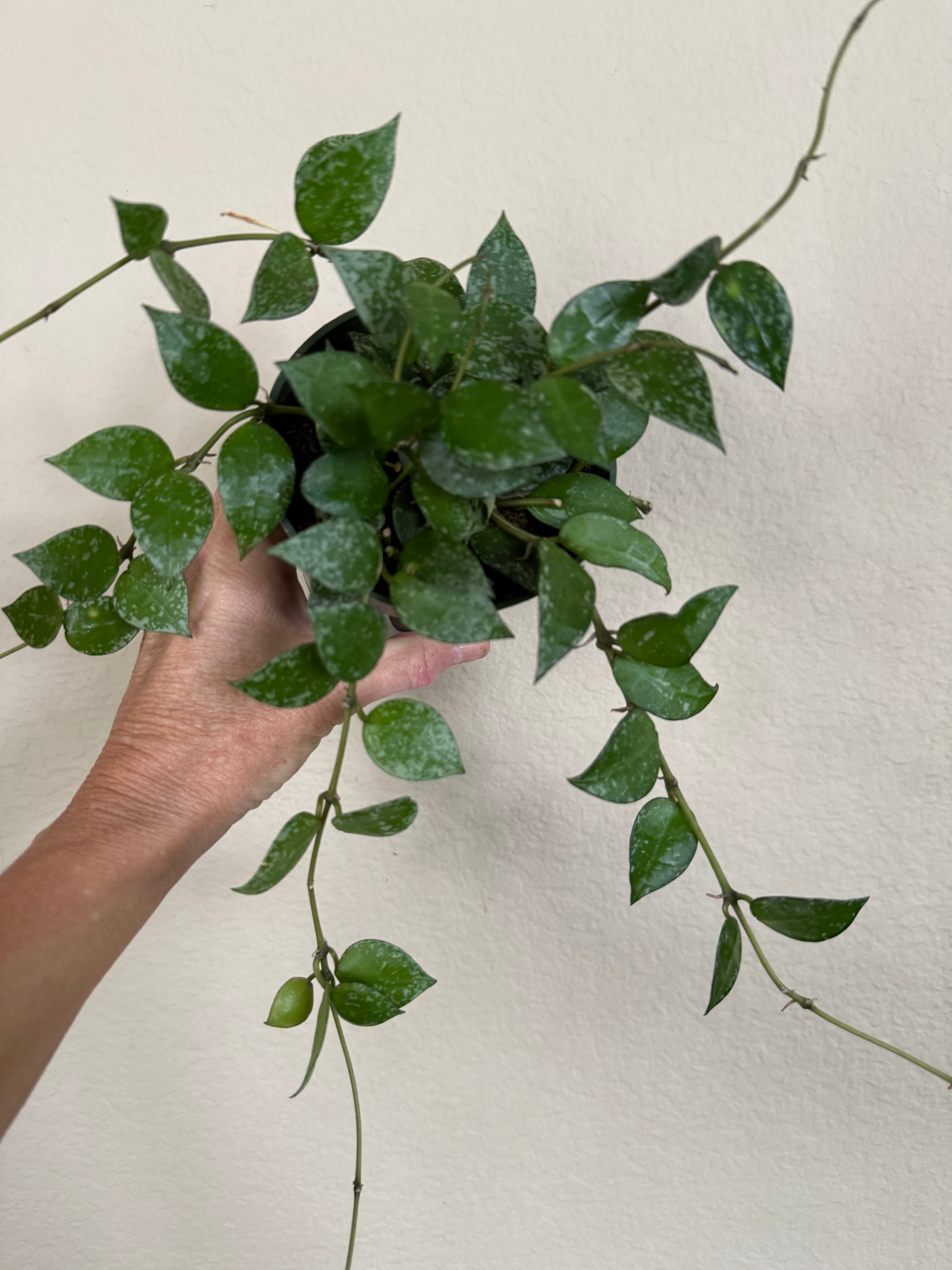 Hoya Eskimo
