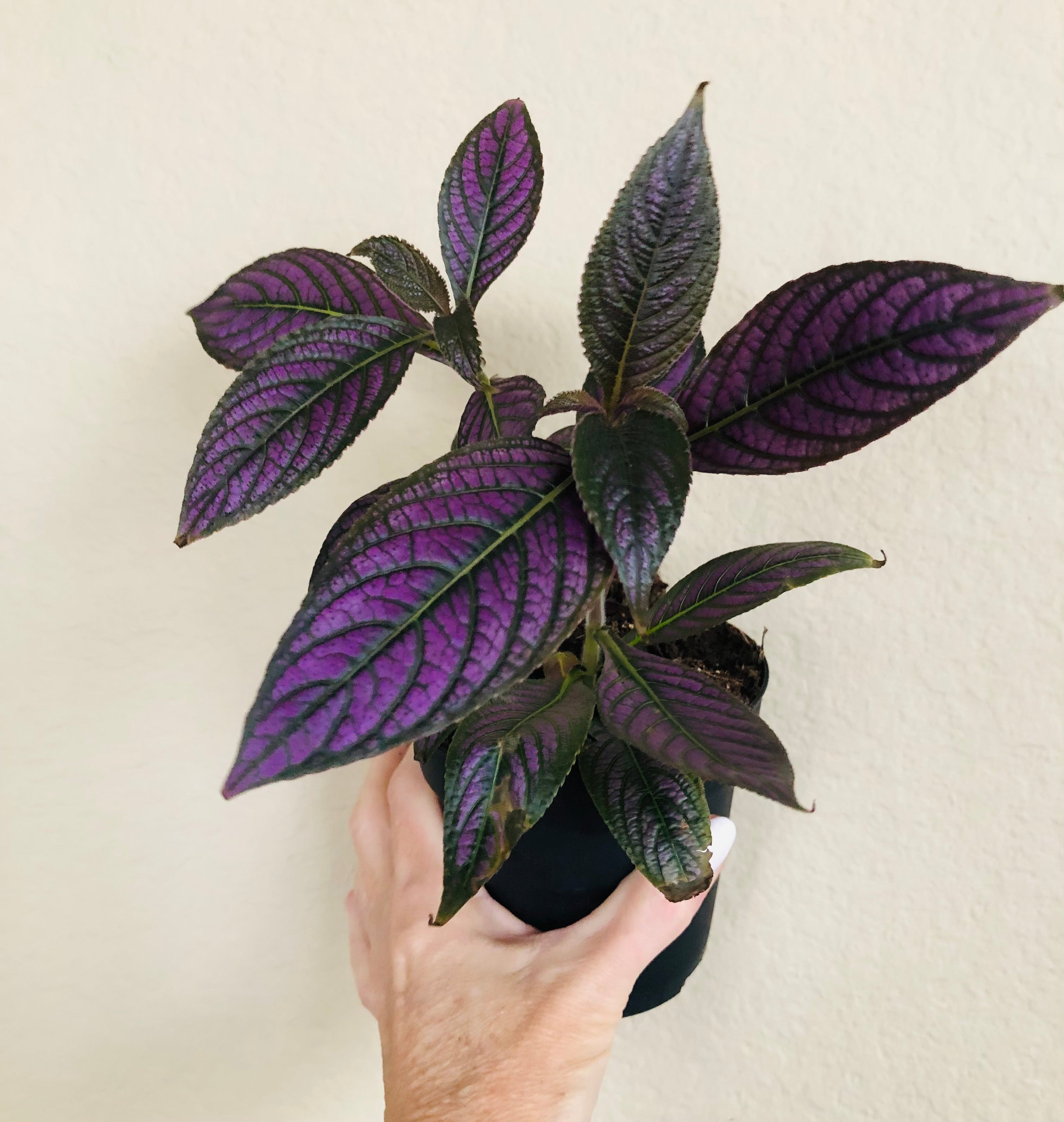 Strobilanthes Persian Shield