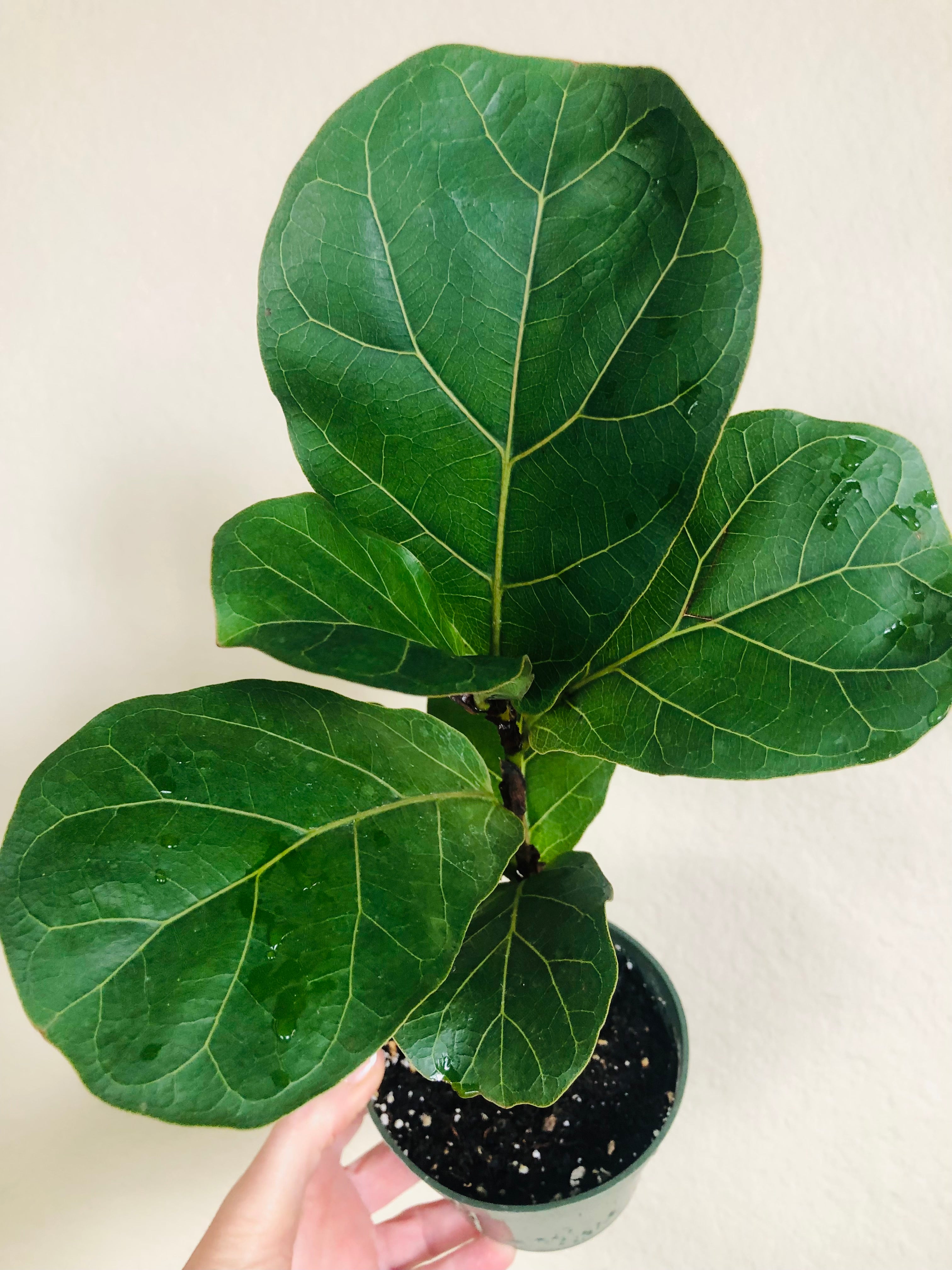 Ficus Lyrata 'Bambino'