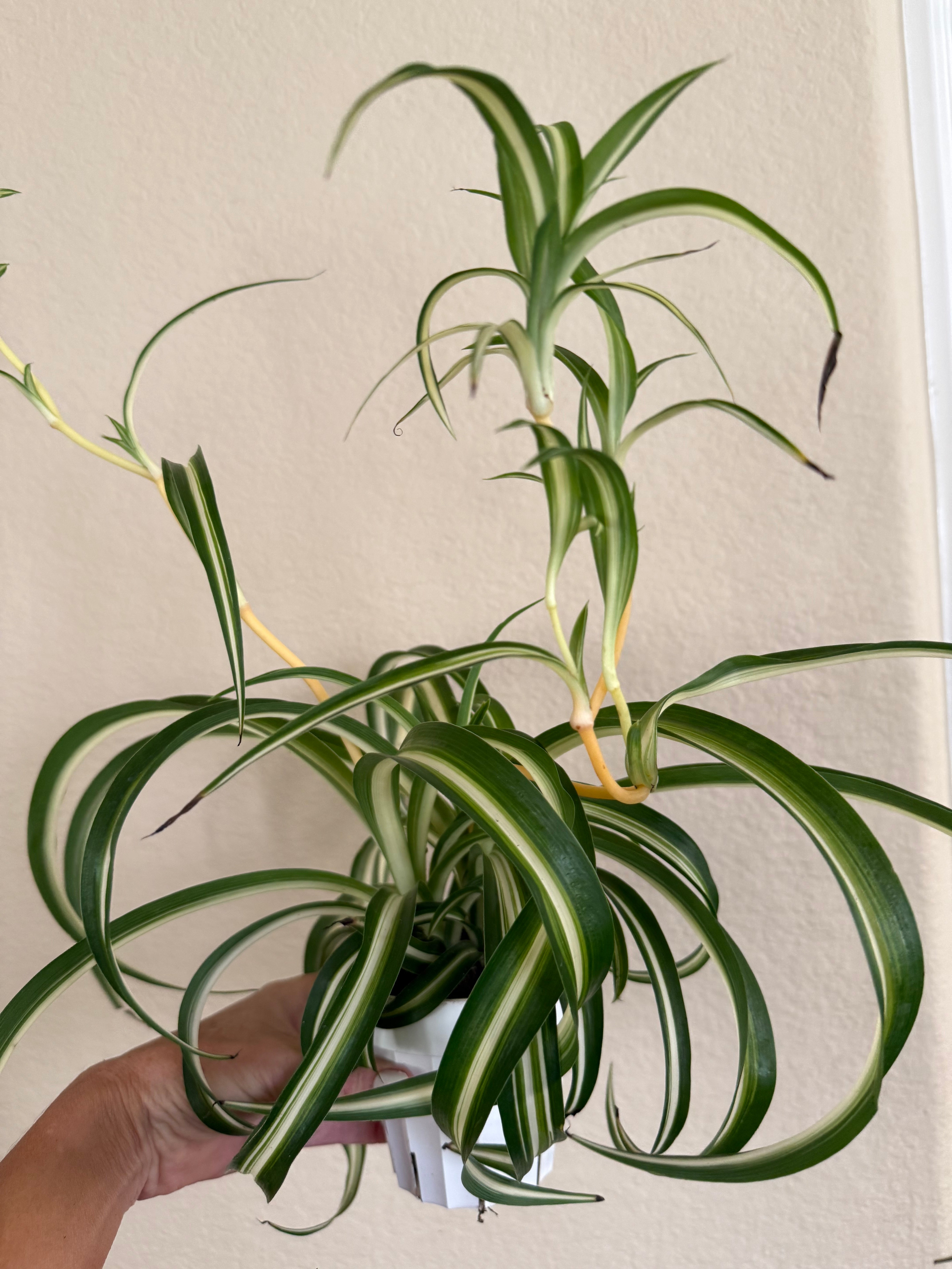 Spider Plant 'Bonnie'
