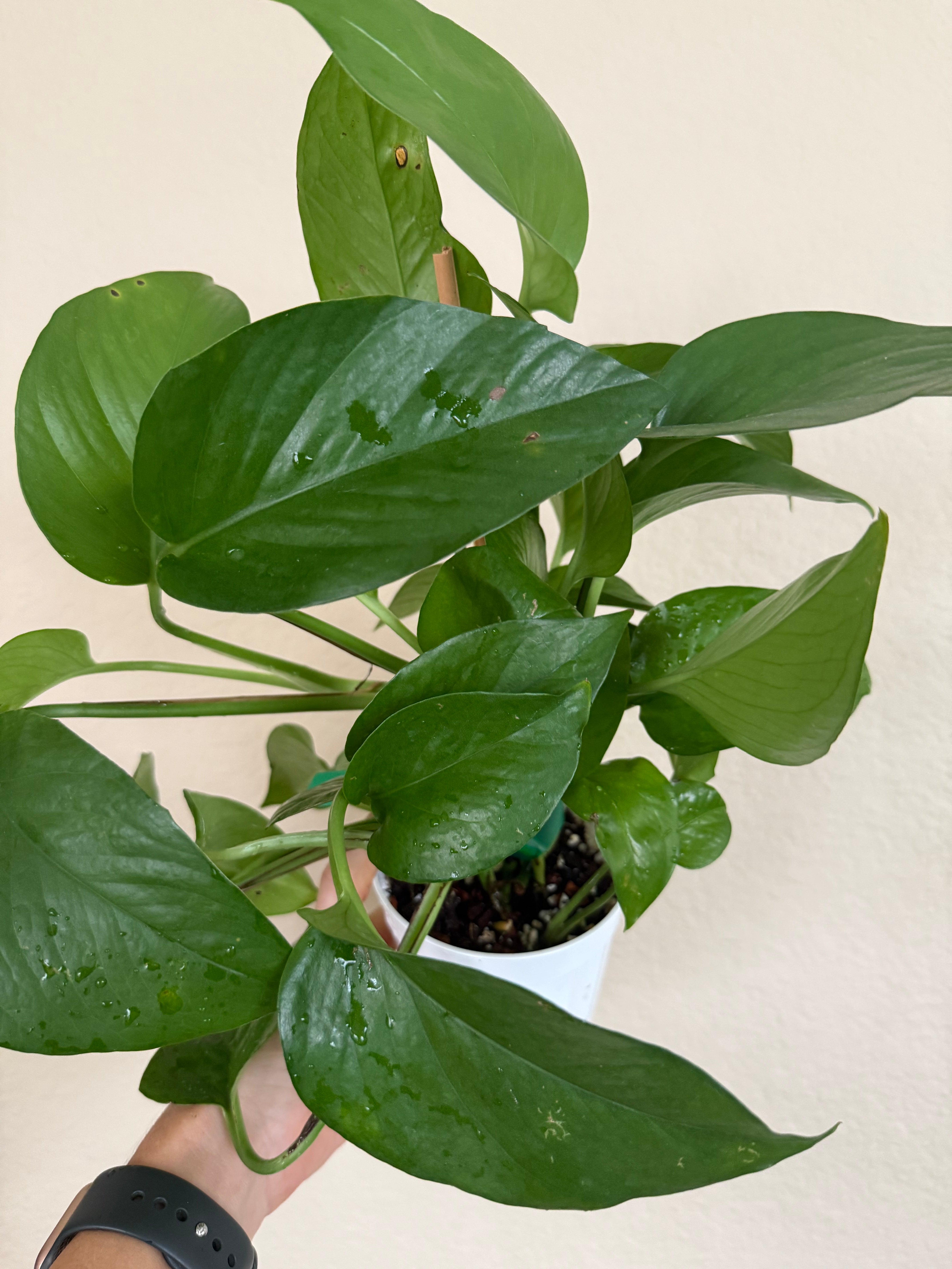 Pothos 'Jade'