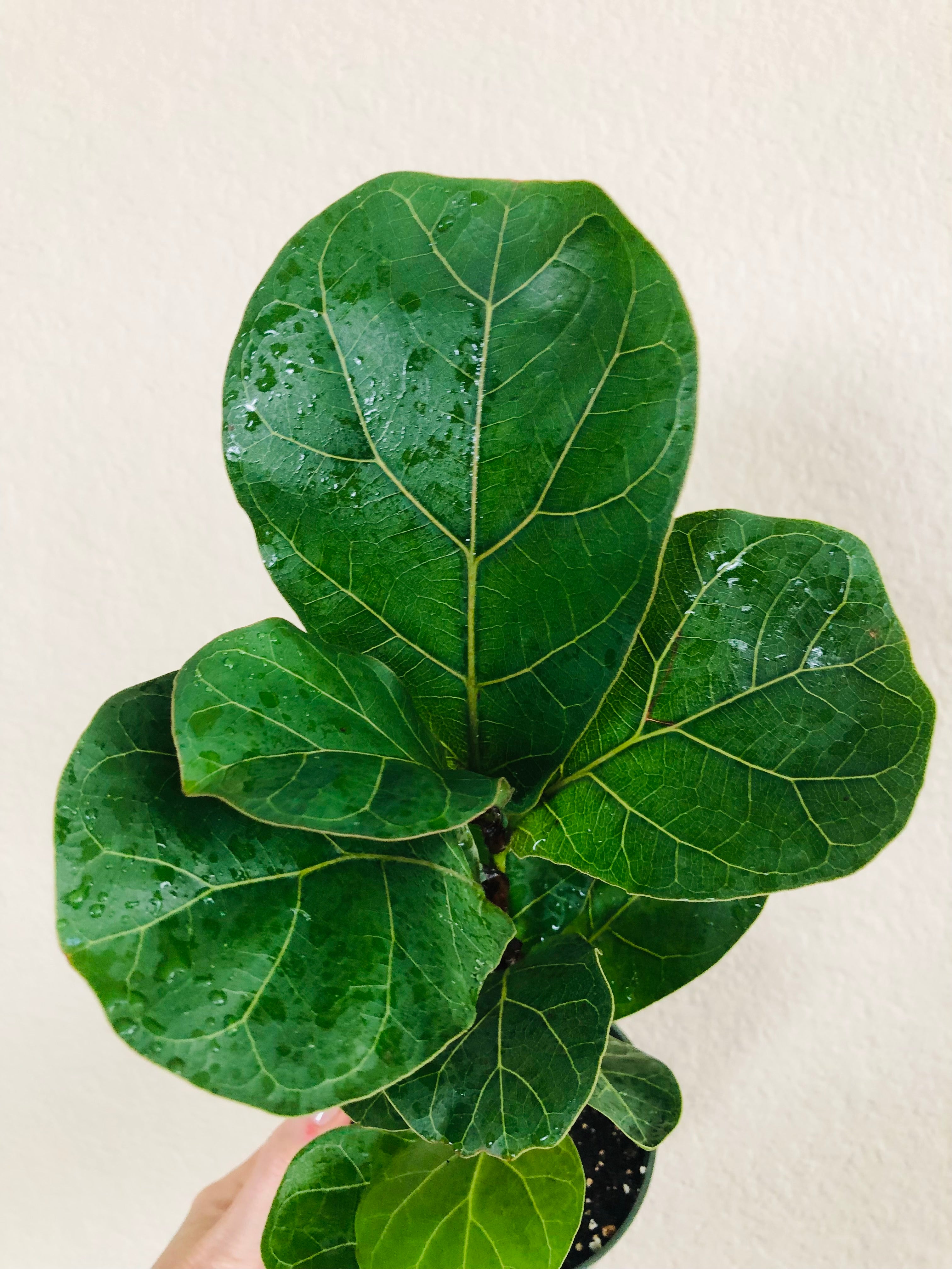 Ficus Lyrata 'Bambino'