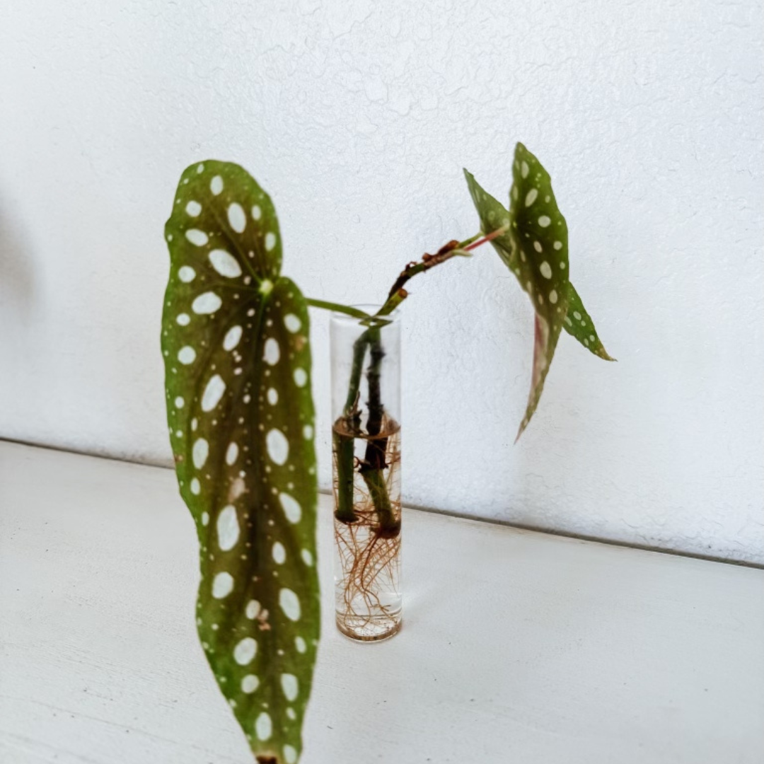 Fig And Freya Propagation Station