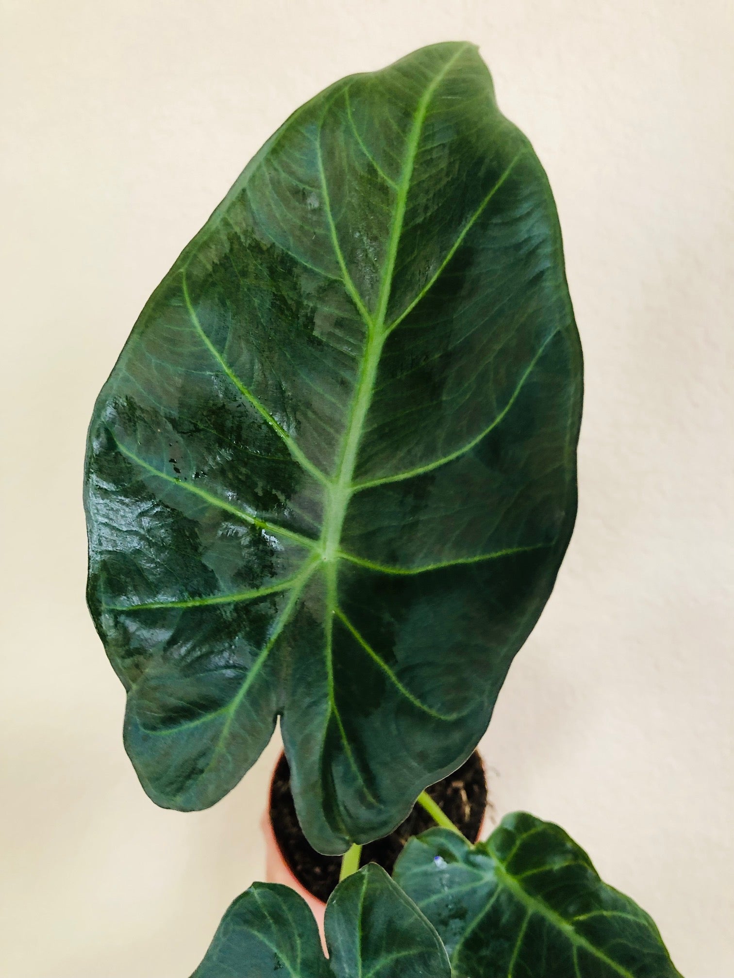 Alocasia Regal Shield