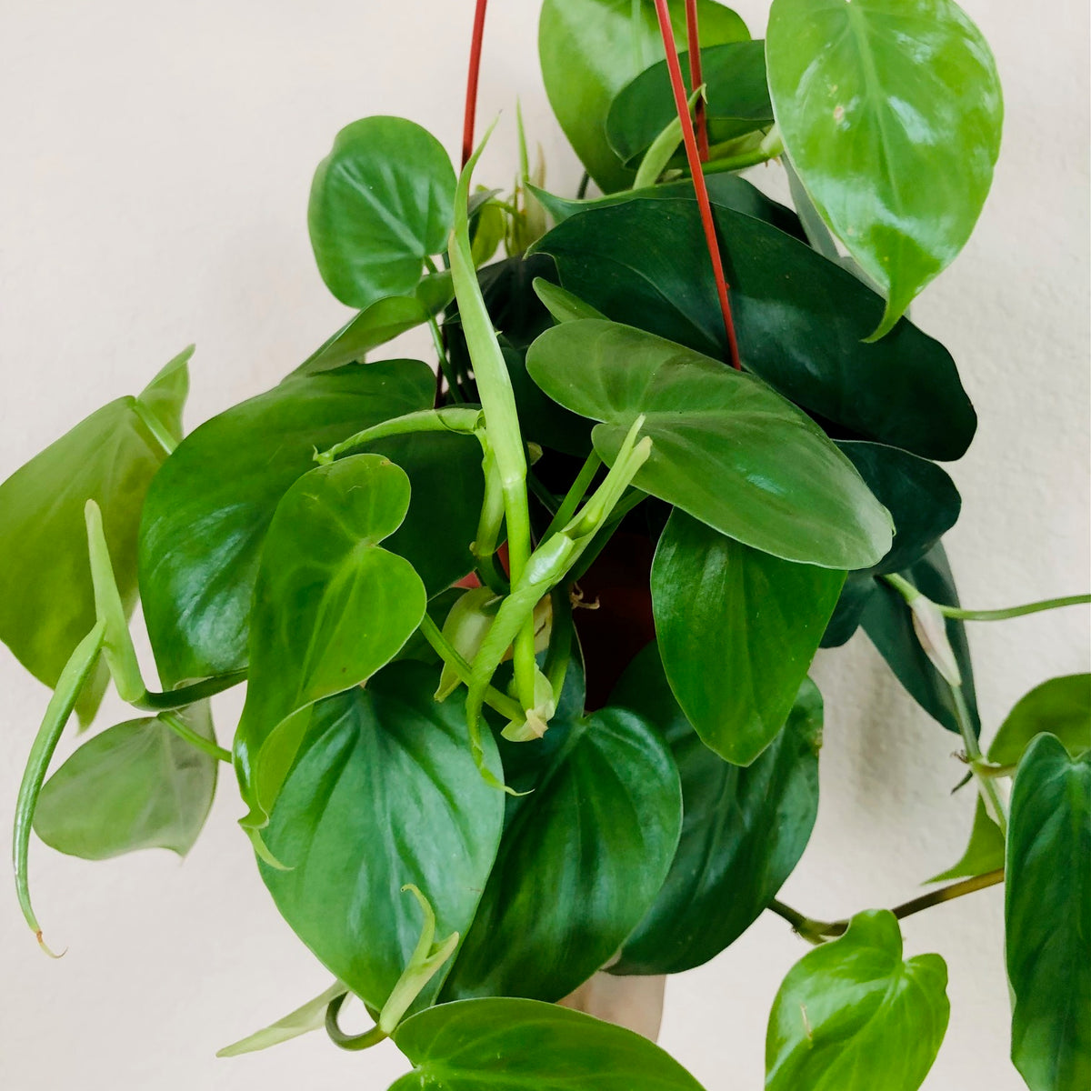 philodendron cordatum heartleaf Philodendron Cordatum 'Heartleaf'