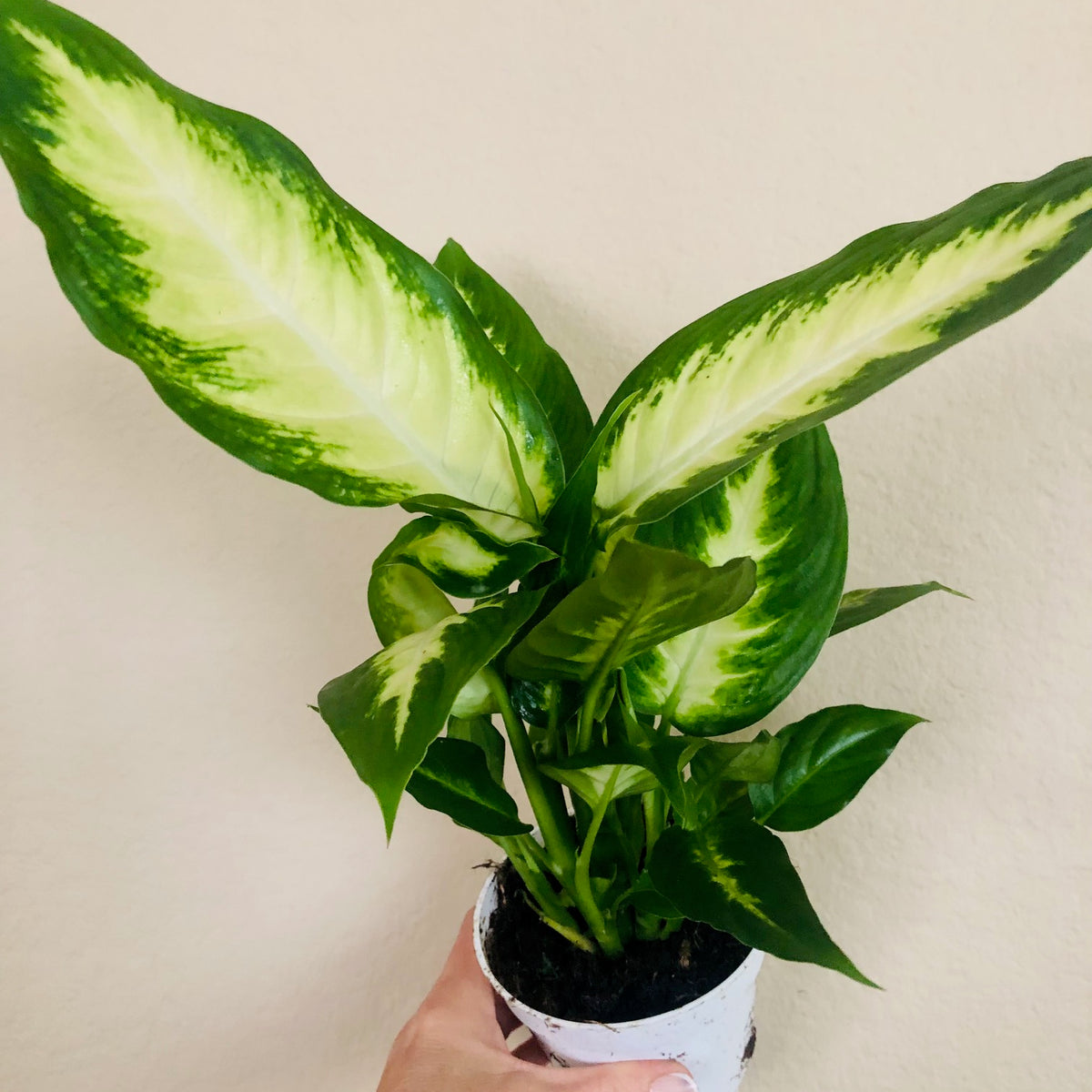 dieffenbachia camille toxic Dieffenbachia Camille