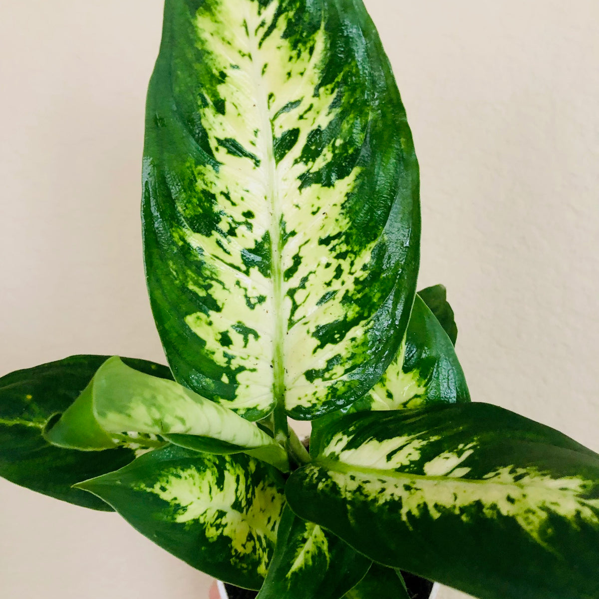dieffenbachia compacta plant Dieffenbachia 'Compacta'