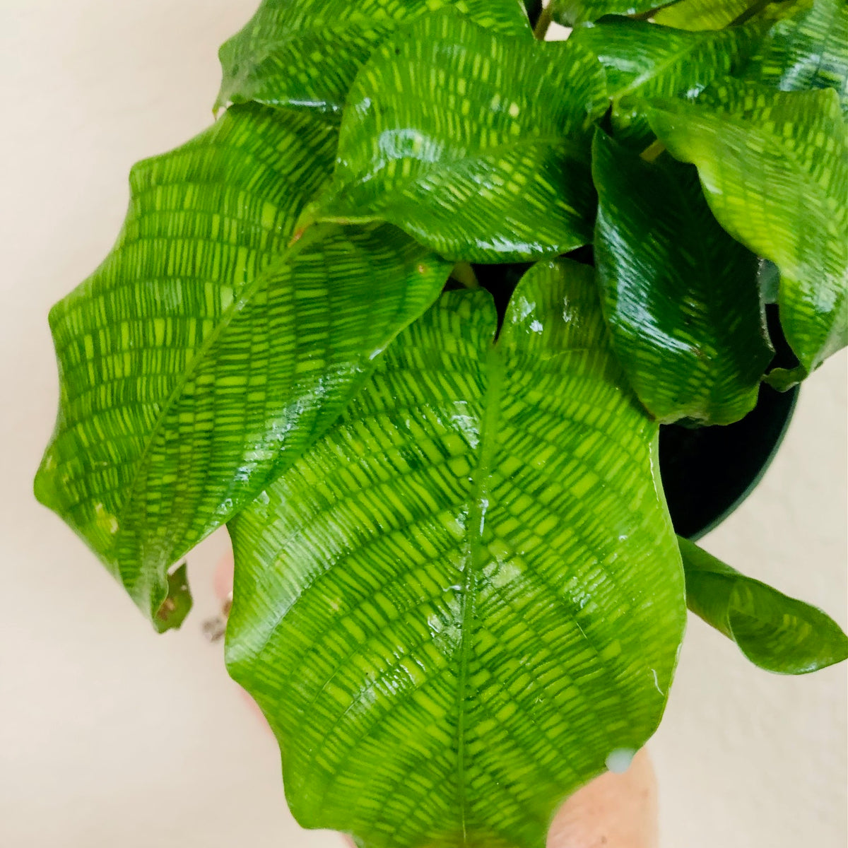 Calathea Musaica 'Network'