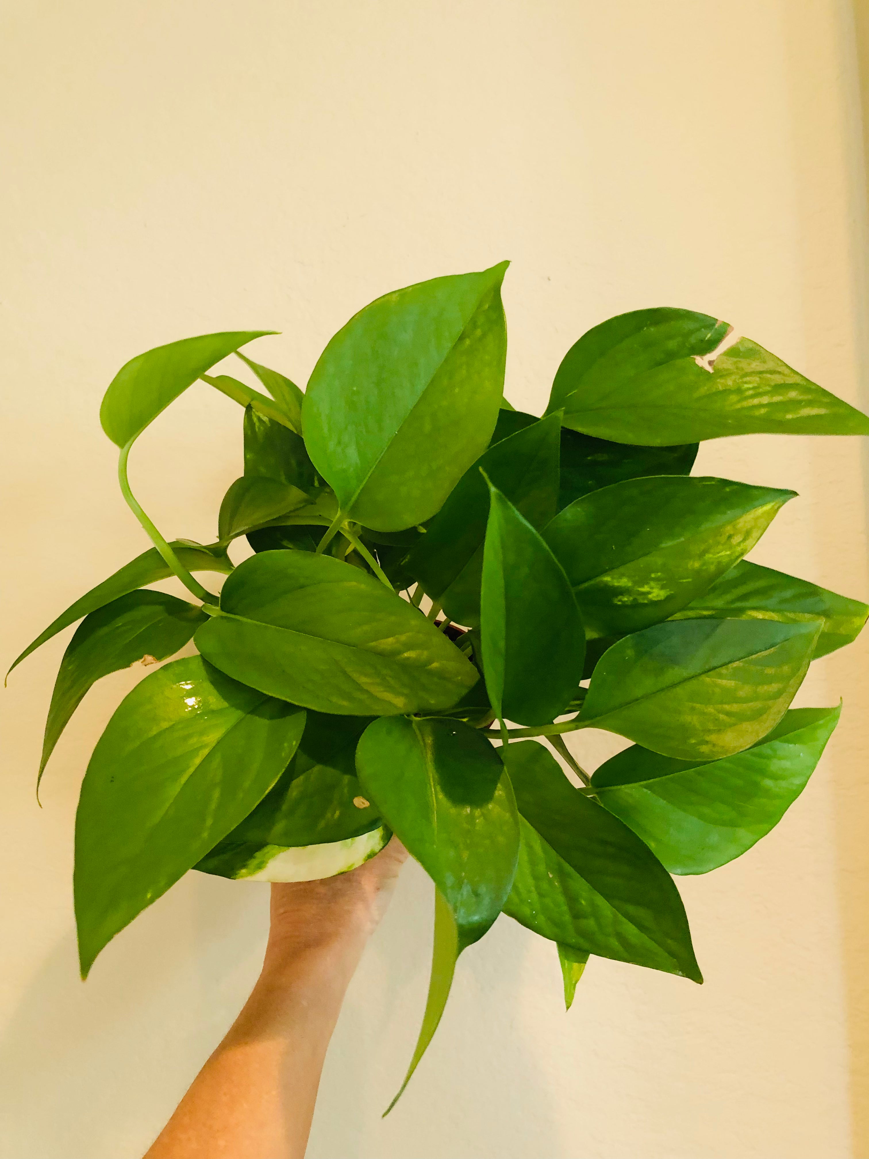 Pothos 'Jade'