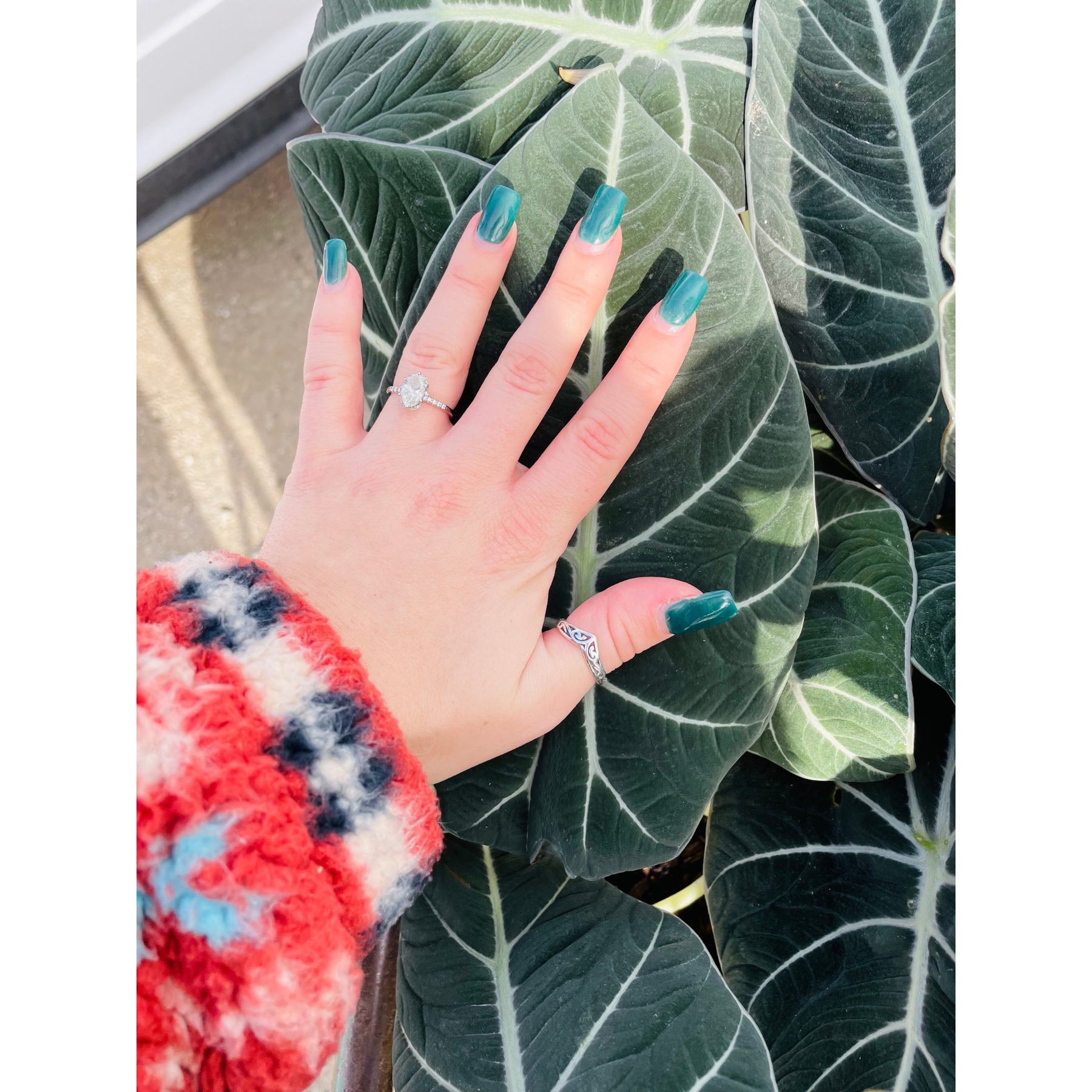 Alocasia Reginula 'Black Velvet'