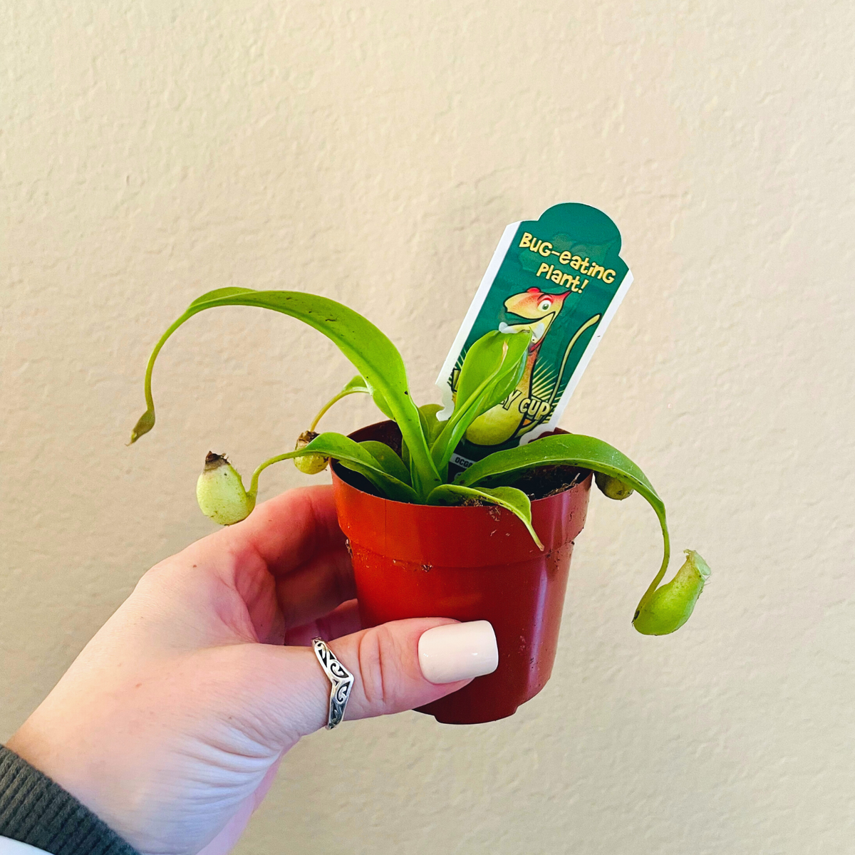 Carnivorous 'Monkey Cup'