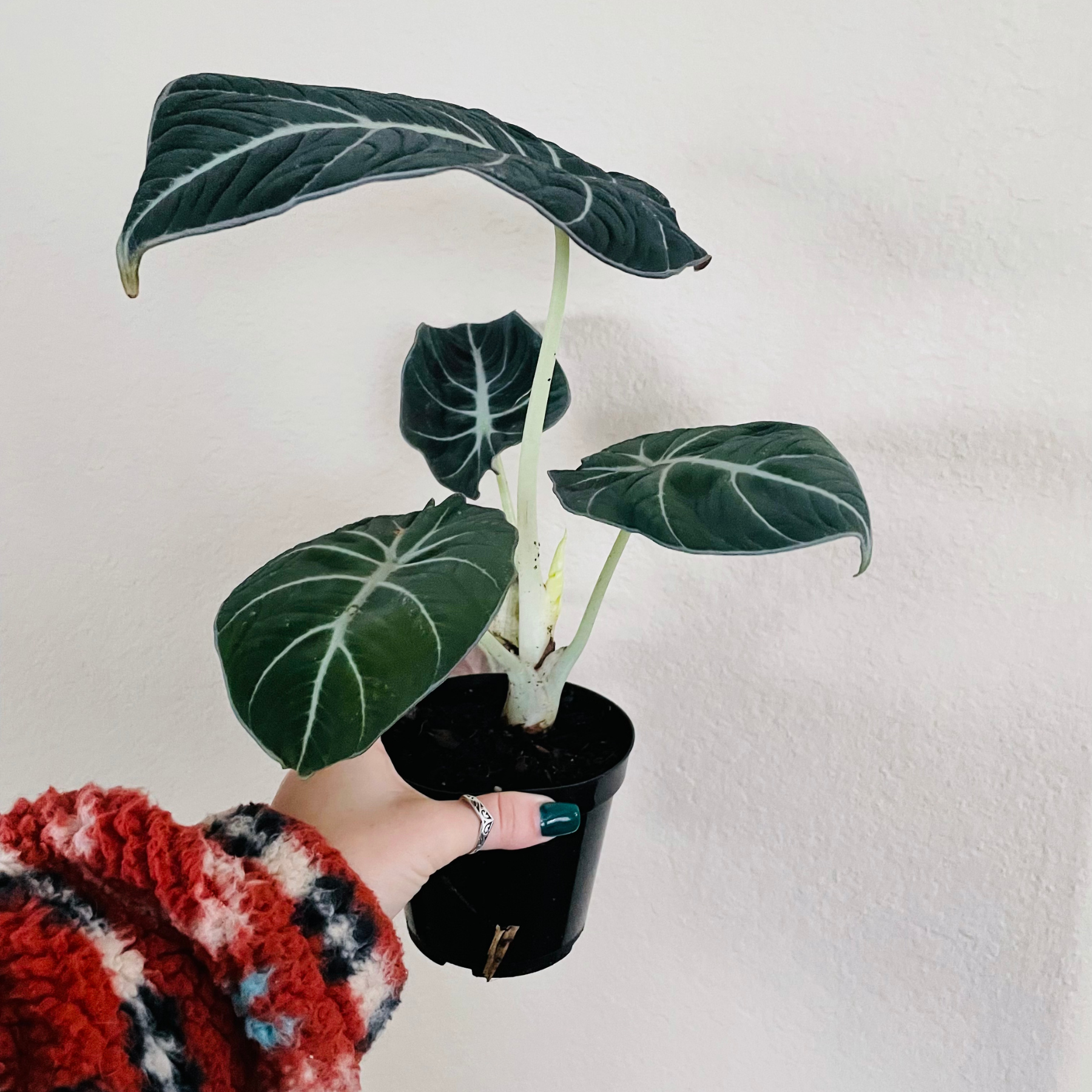 Alocasia Reginula 'Black Velvet'