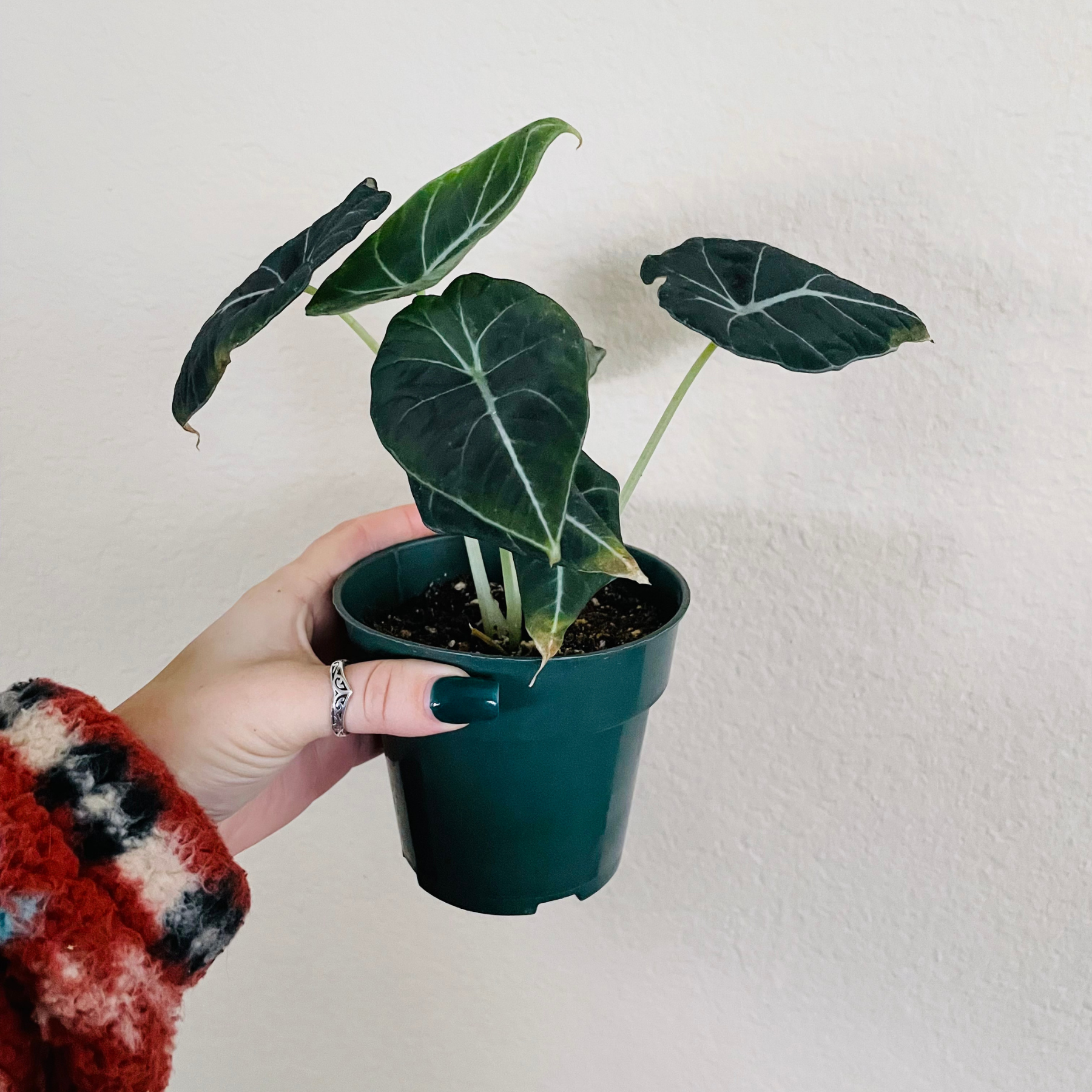 Alocasia Reginula 'Black Velvet'