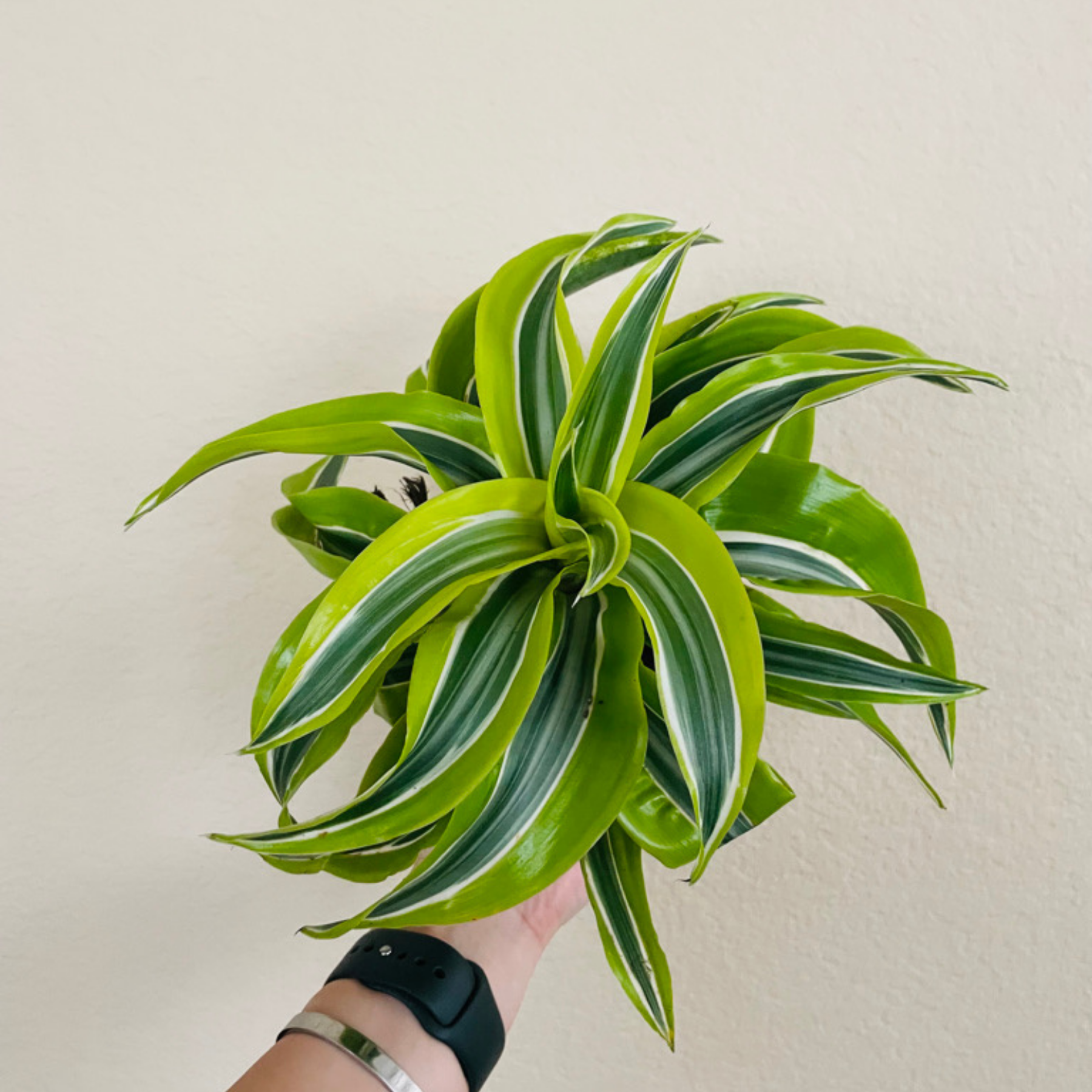 Dracaena 'Lemon Surprise'