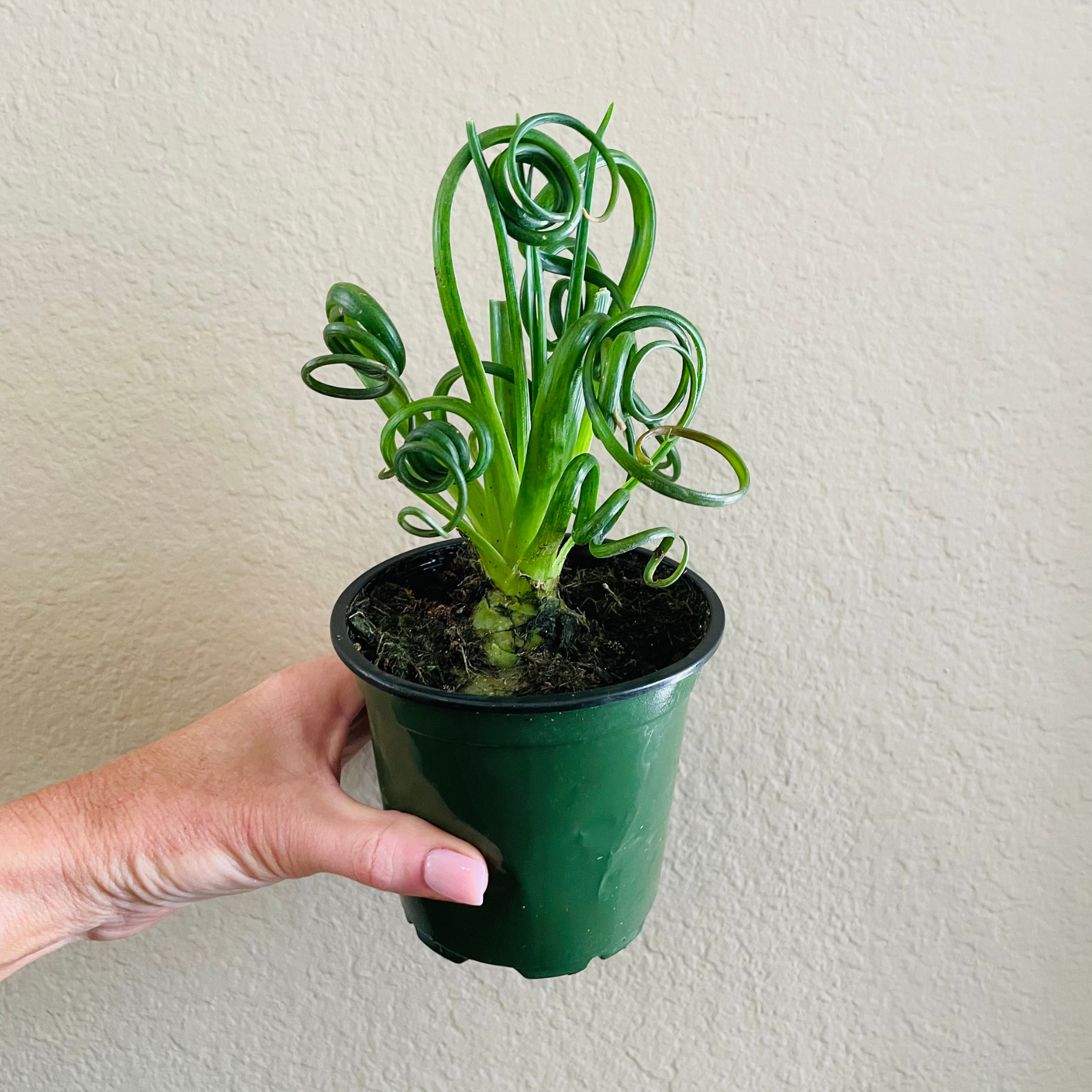 Albuca 'Frizzle Sizzle'