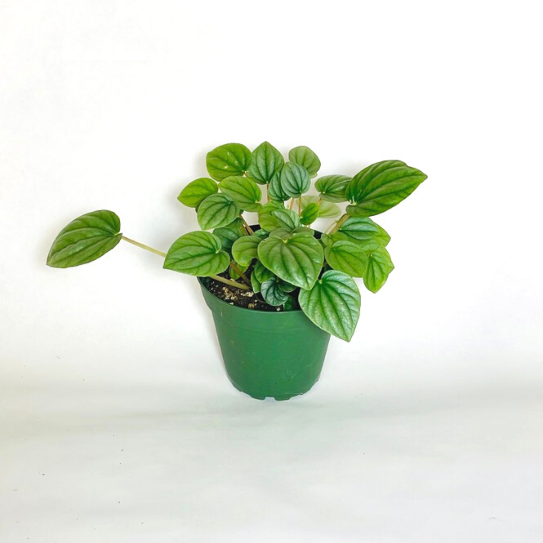 Peperomia Frost