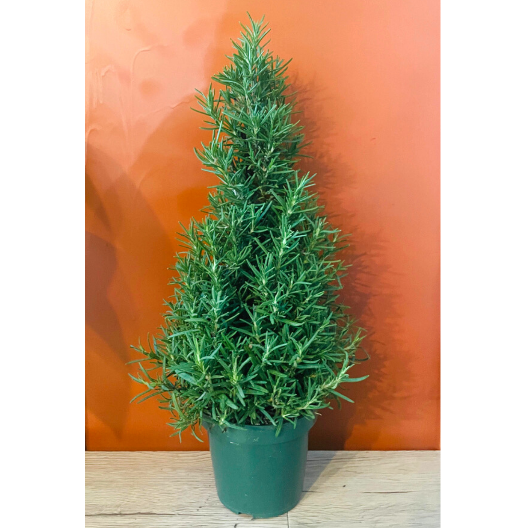Rosemary Holiday Tree | Mini Christmas Tree