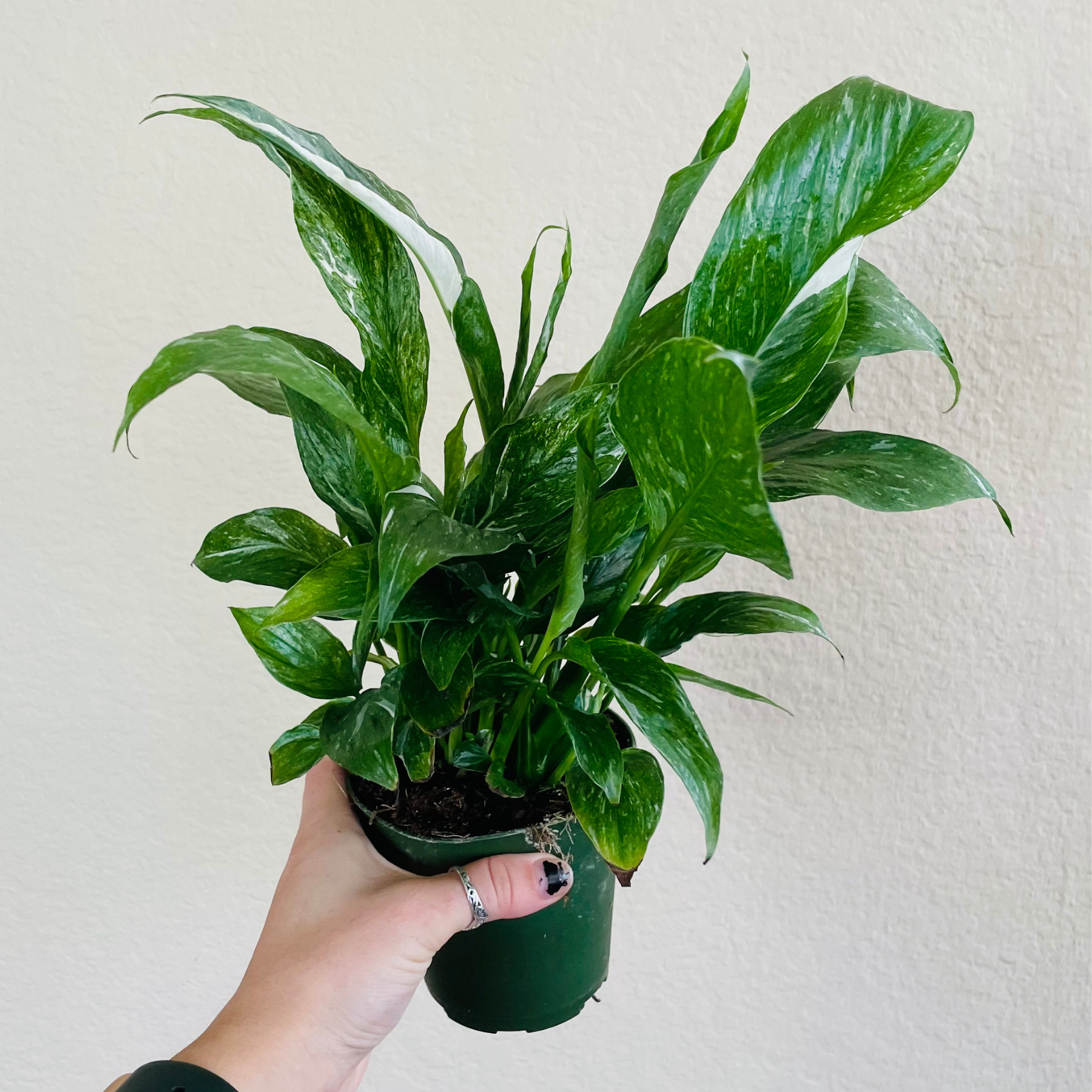 Spathiphyllum ‘Domino’ | Peace Lily Domino