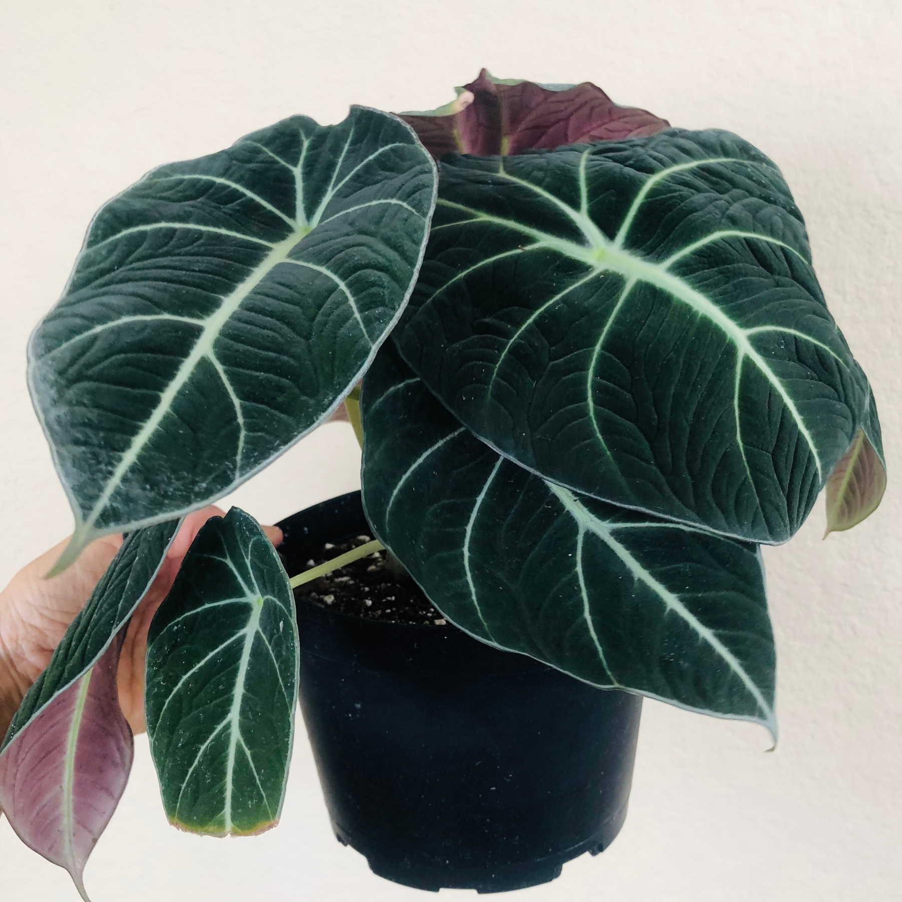 Alocasia Reginula 'Black Velvet'