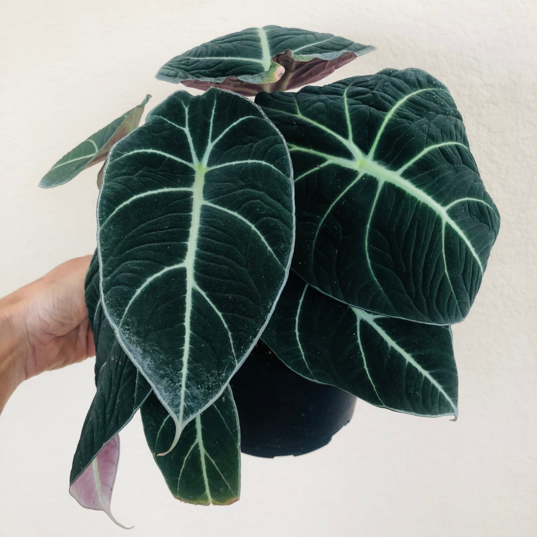 Alocasia Reginula 'Black Velvet'