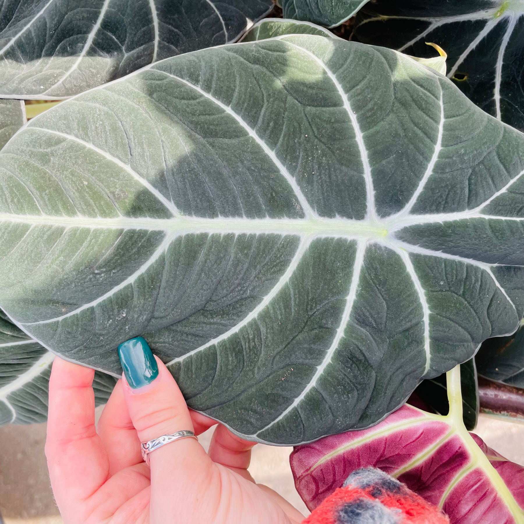 Alocasia Reginula 'Black Velvet'