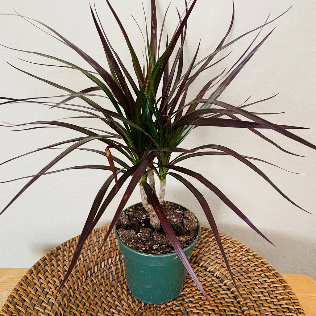 Dracaena 'Magenta Cane'