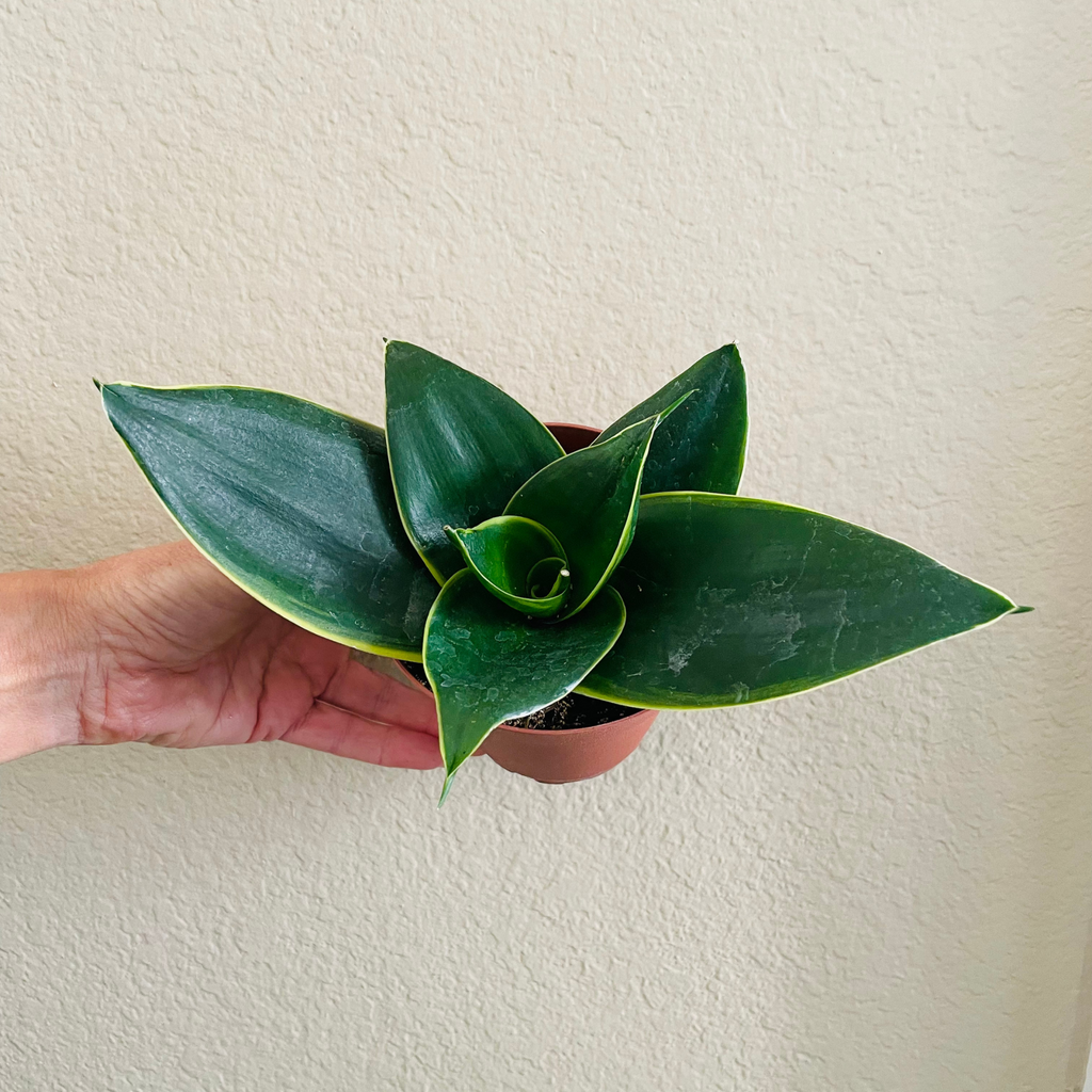 emerald snake plant Sansevieria Hahnii 'Emerald Star'
