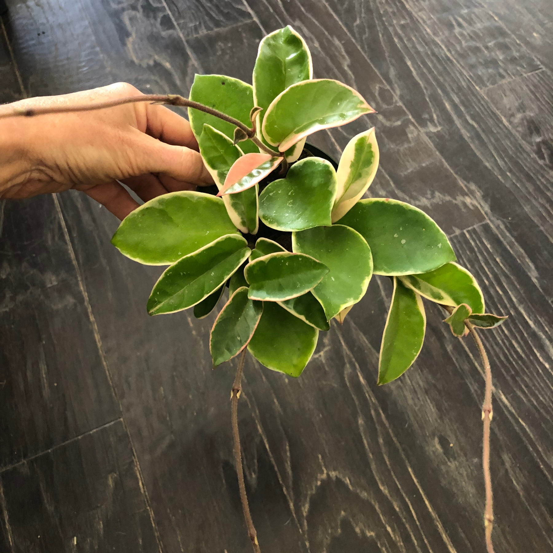 Hoya Carnosa 'Tricolor' | Krimson Queen