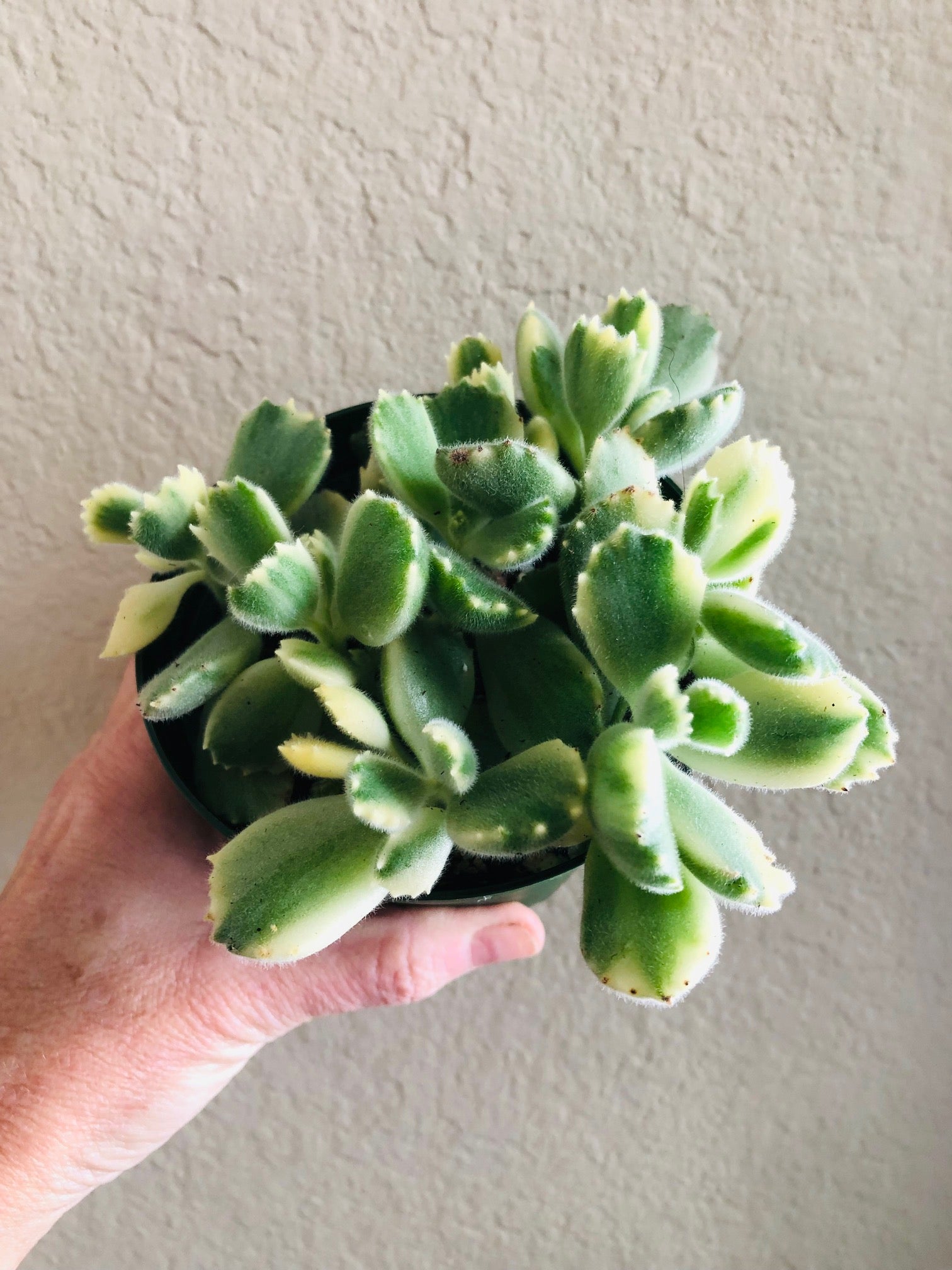 Variegated Bear Paw Succulent