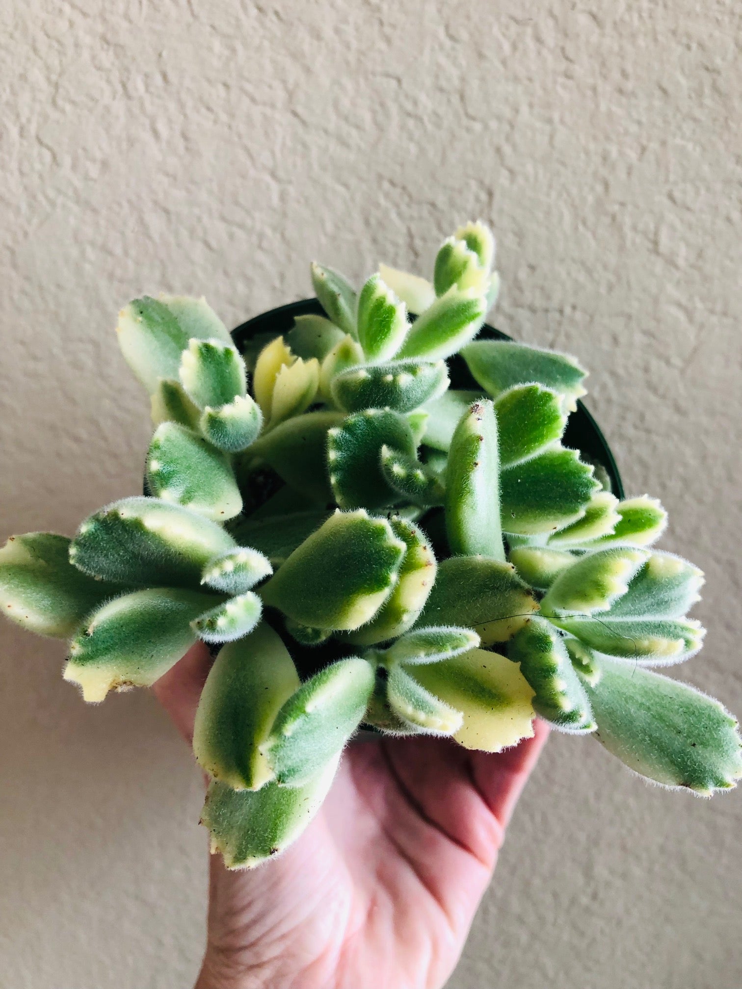 Variegated Bear Paw Succulent
