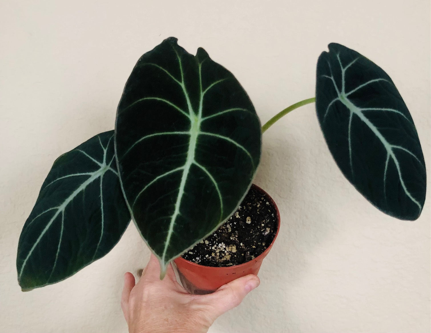 Alocasia Reginula 'Black Velvet'