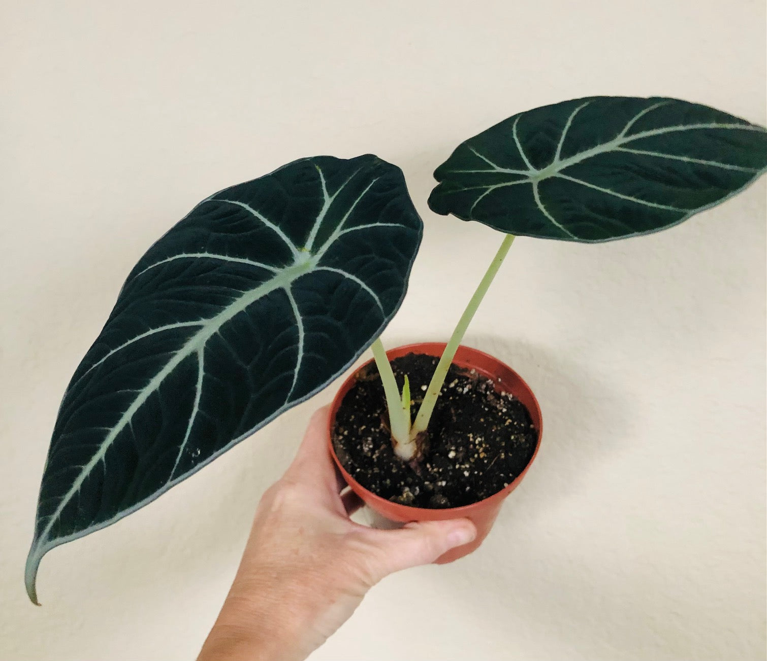 Alocasia Reginula 'Black Velvet'