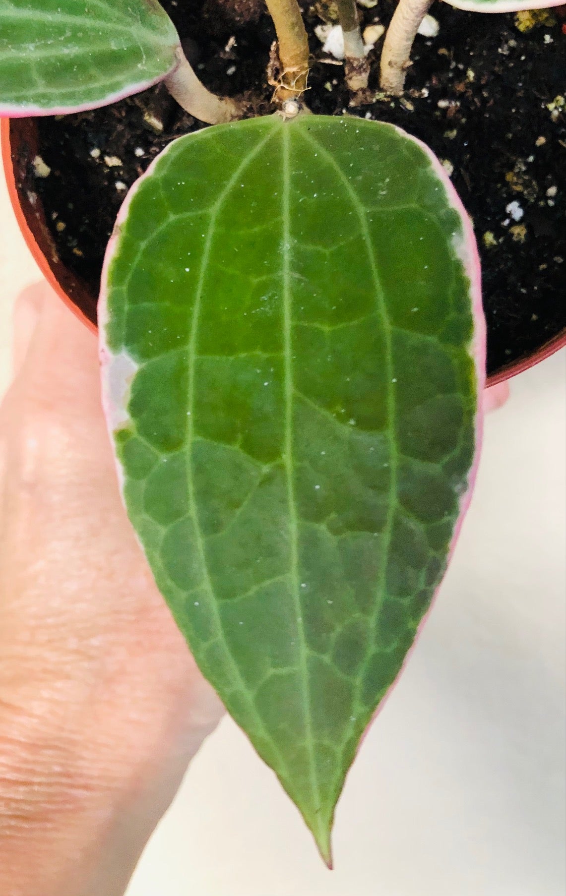 Hoya 'Macrophylla'