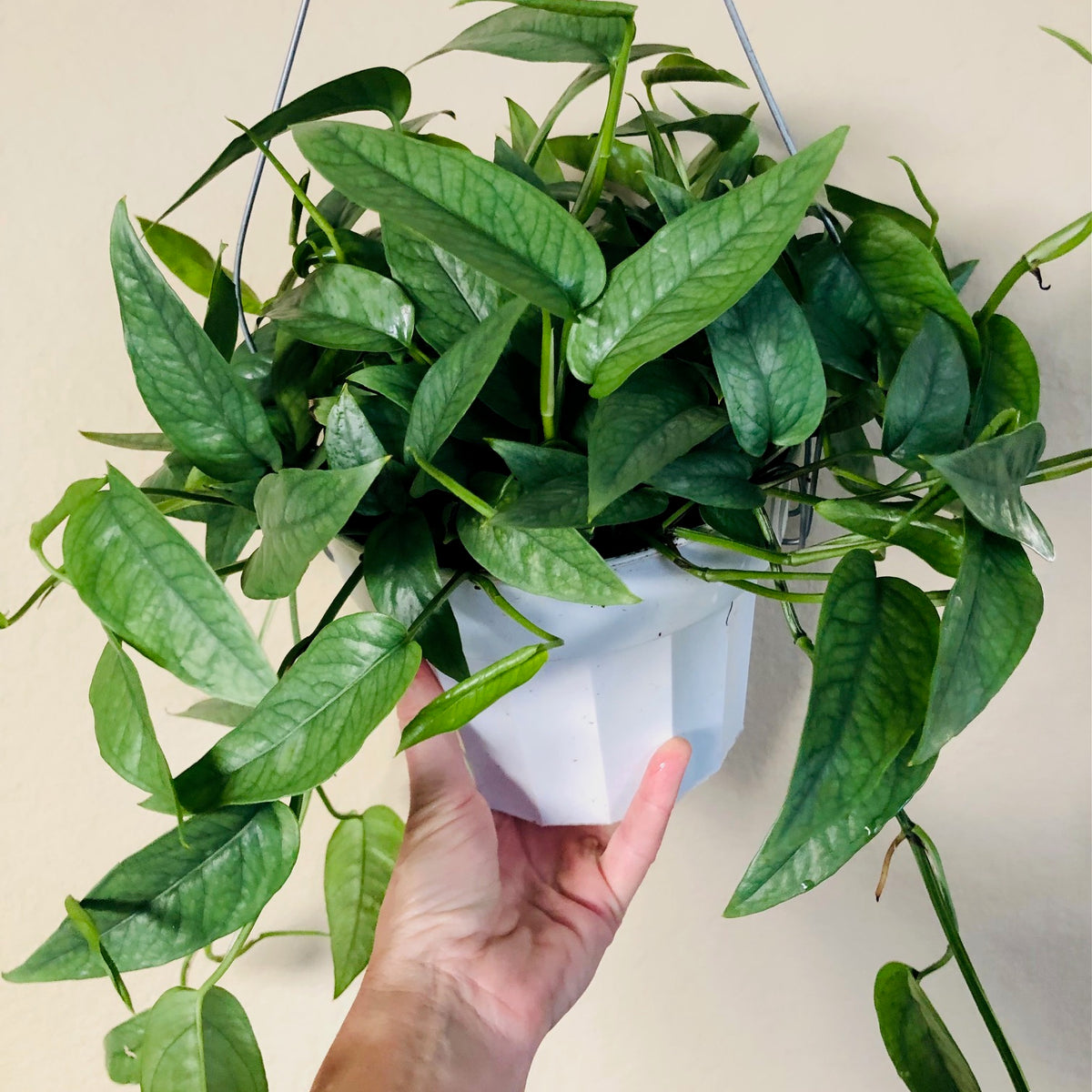 cebu blue pothos for sale near me Pothos 'Cebu Blue'