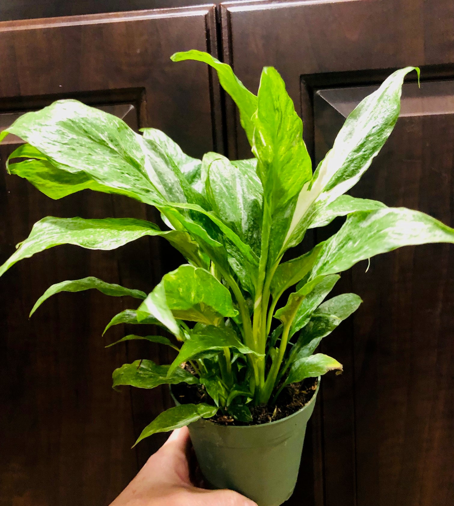 Spathiphyllum ‘Domino’ | Peace Lily Domino