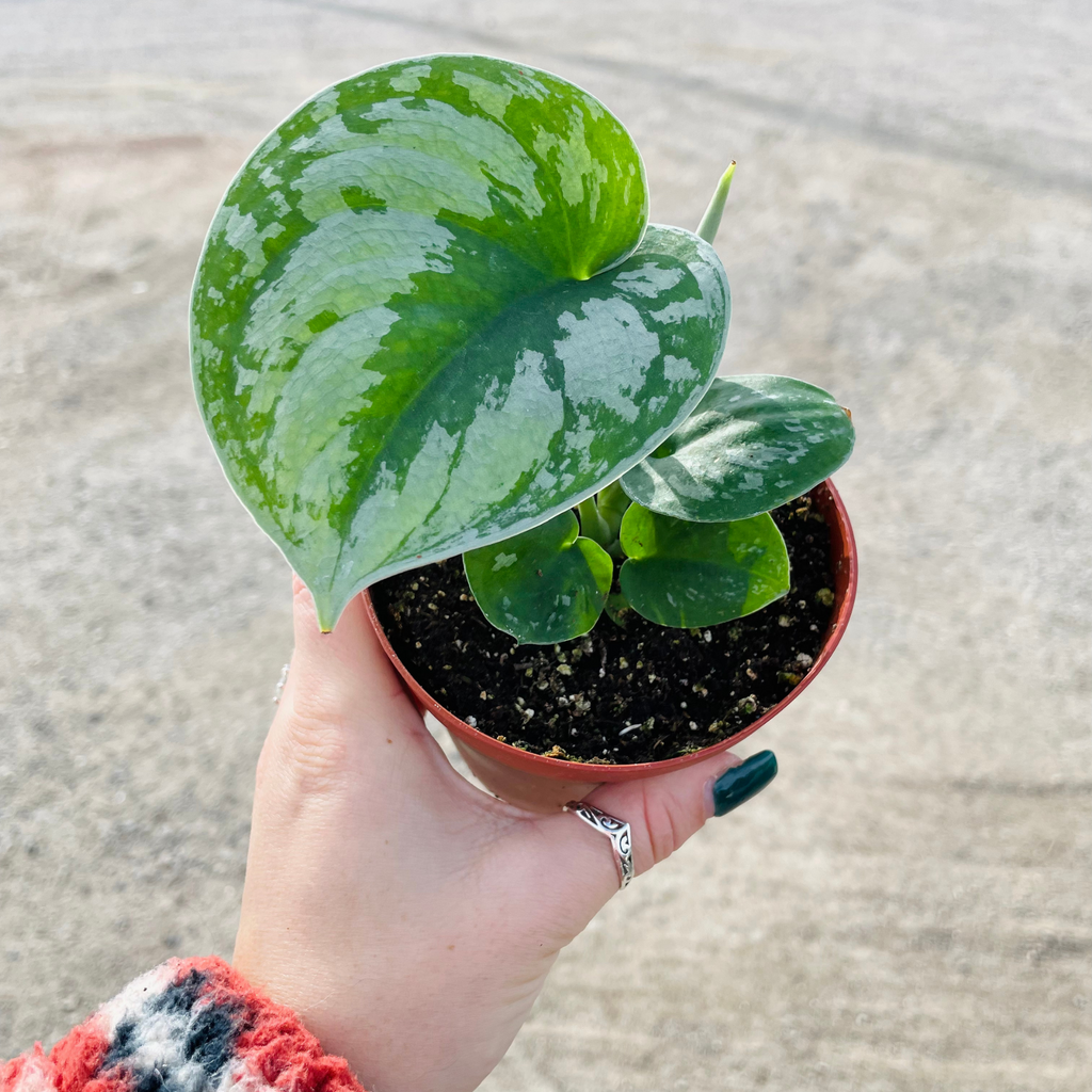 Scindapsus Pictus 'Silver Queen' – Fig + Freya Plant Shop