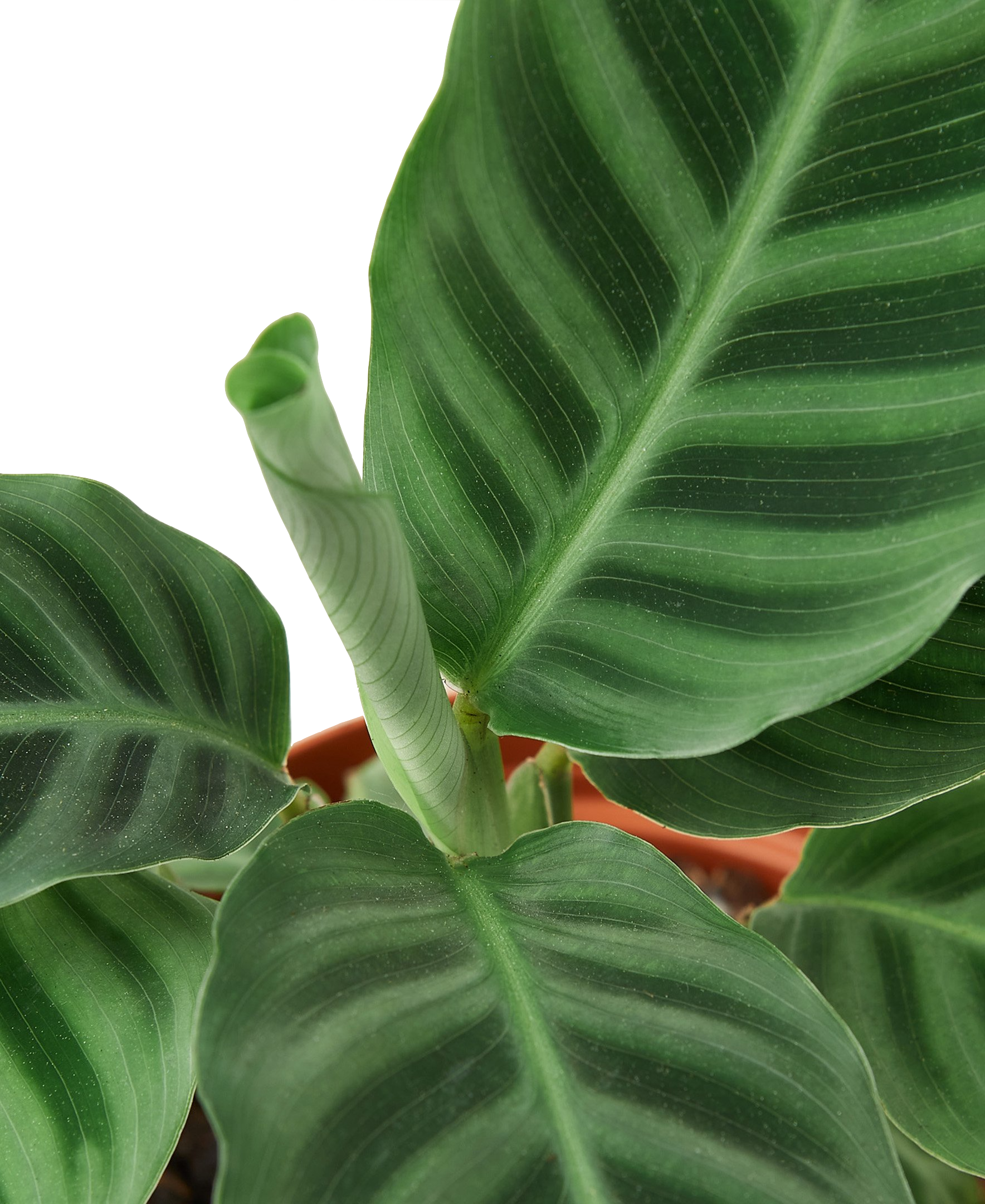 Calathea 'Zebrina'