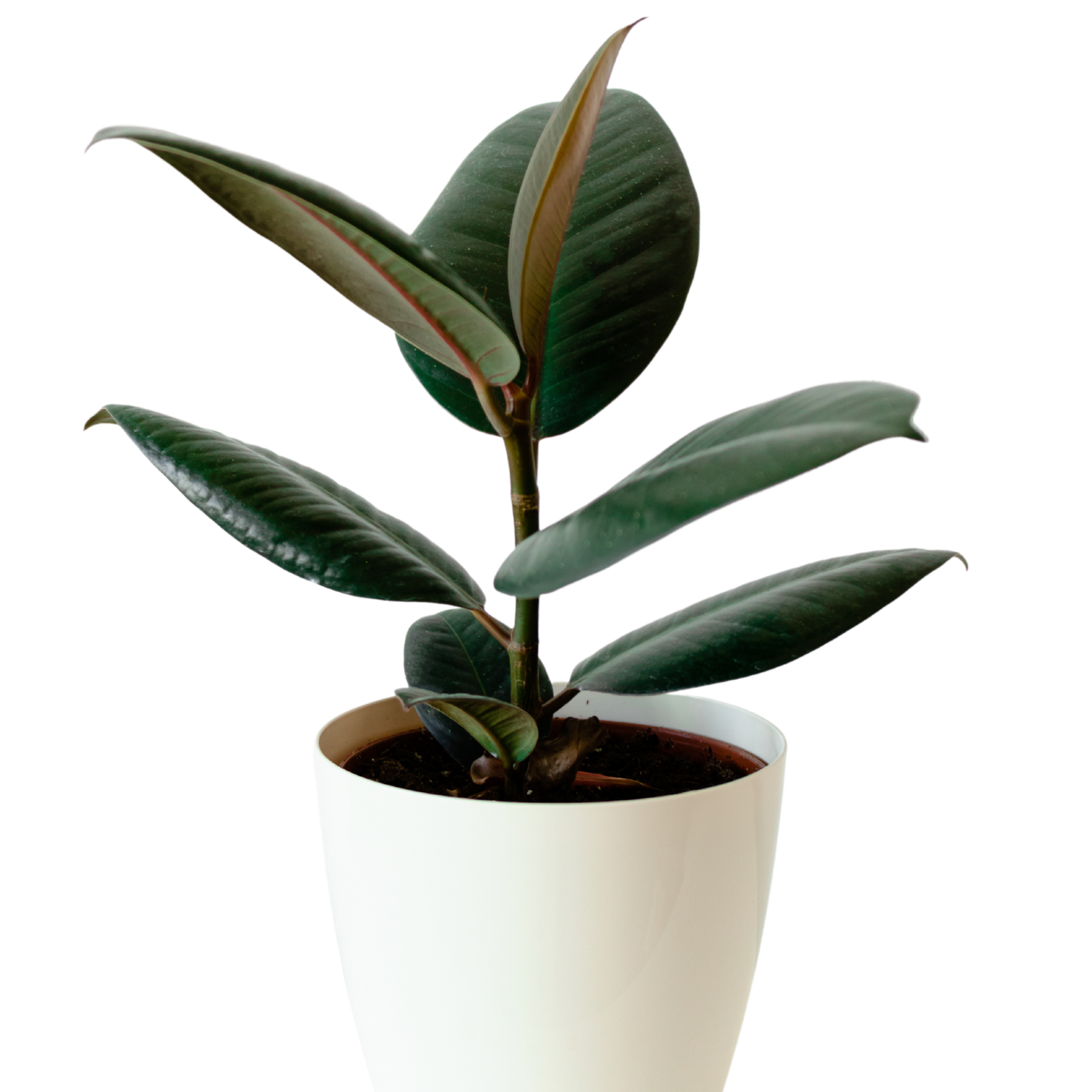 Ficus Elastica 'Burgundy'