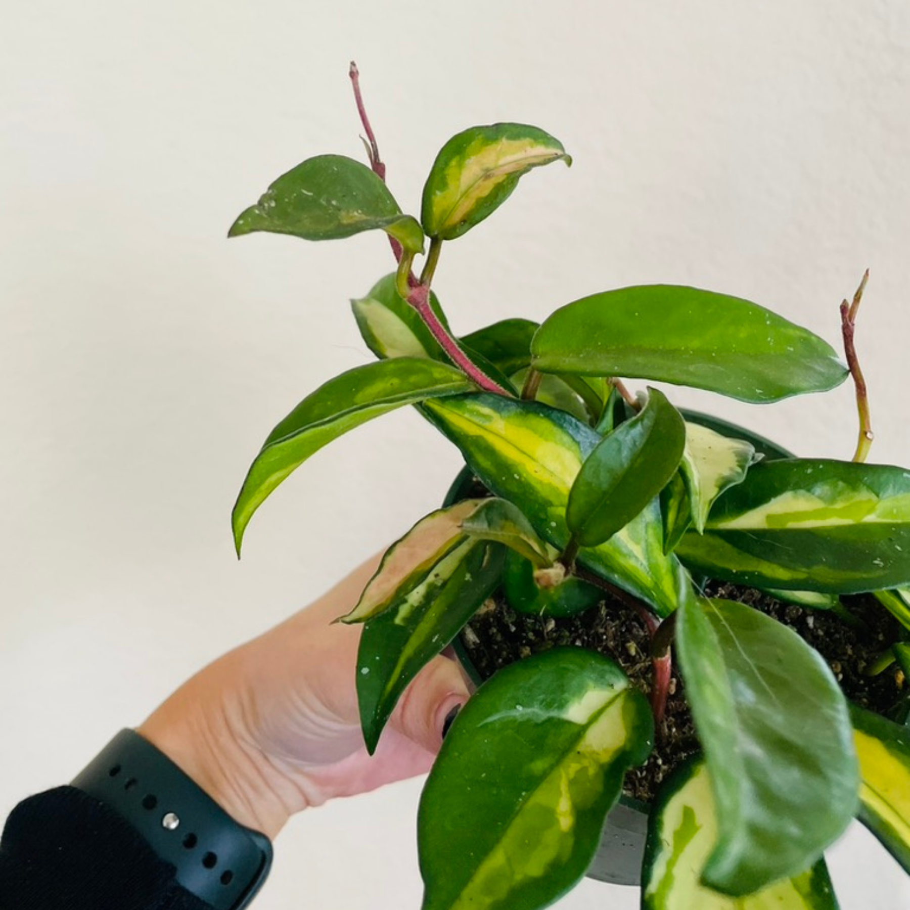 Hoya ‘Krimson Princess’