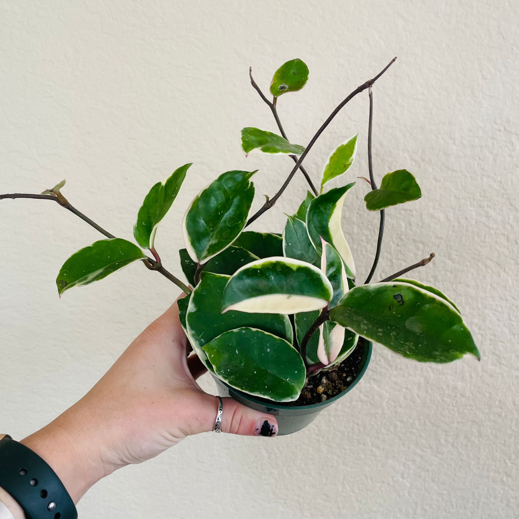 Hoya Carnosa 'Tricolor' | Krimson Queen