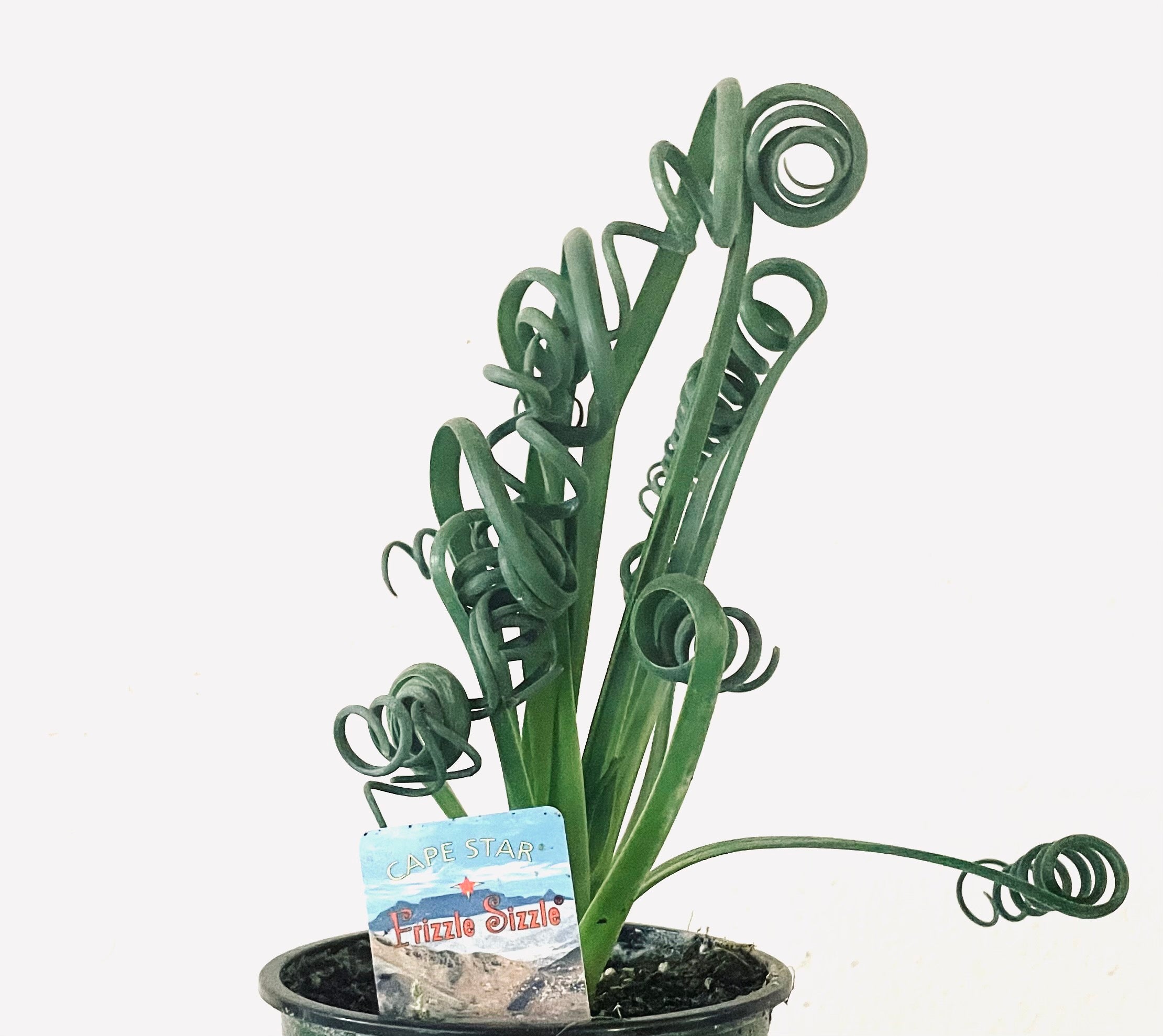 Albuca 'Frizzle Sizzle'