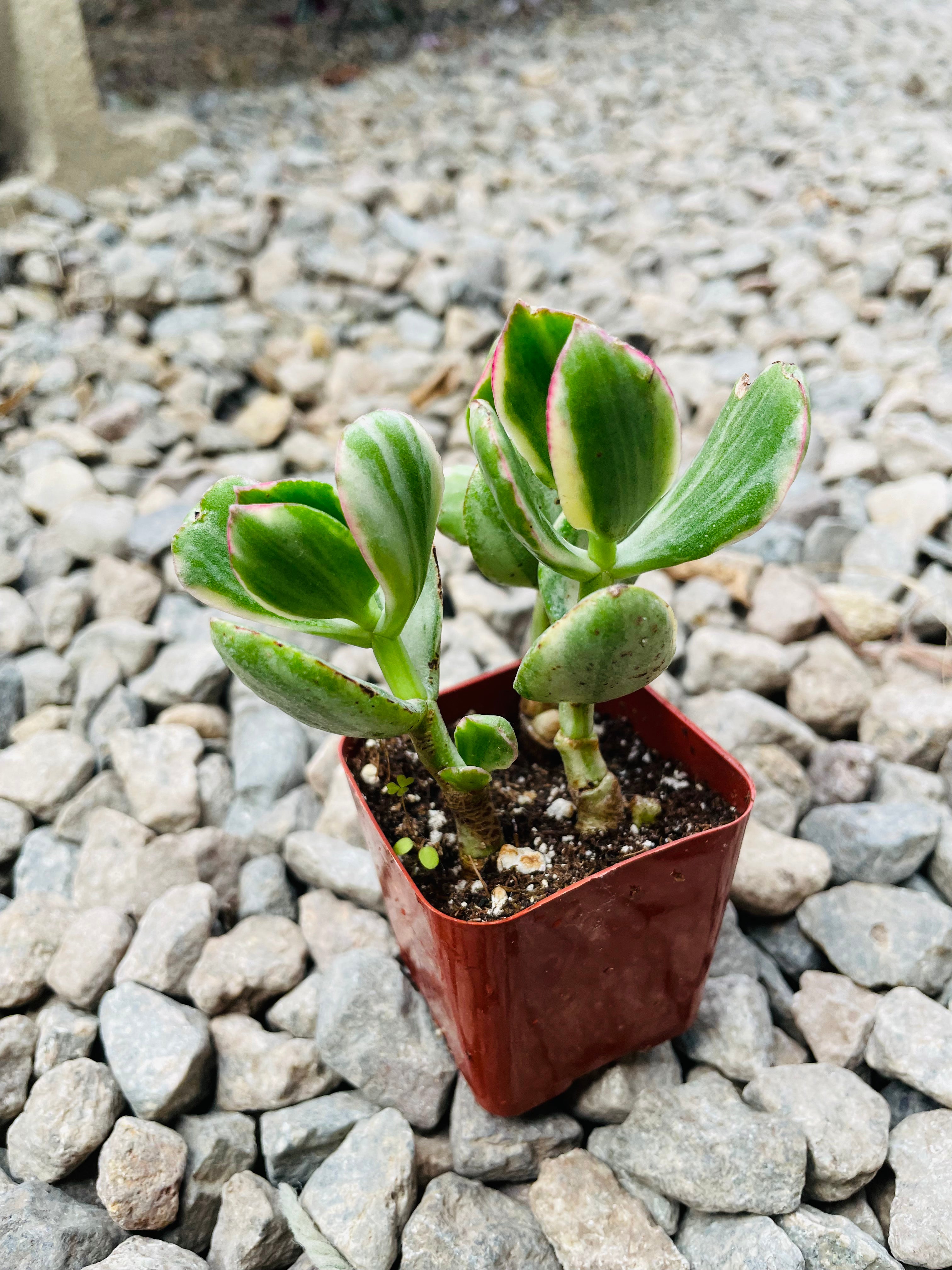 Crassula Ovata Variegata 'Variegated Jade Plant'